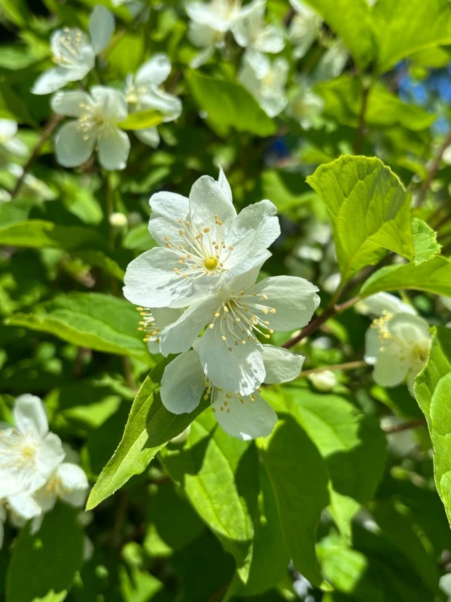 🌞✨ Лето, природа и вдохновение: наш фотофлешмоб стартовал! ✨🌿