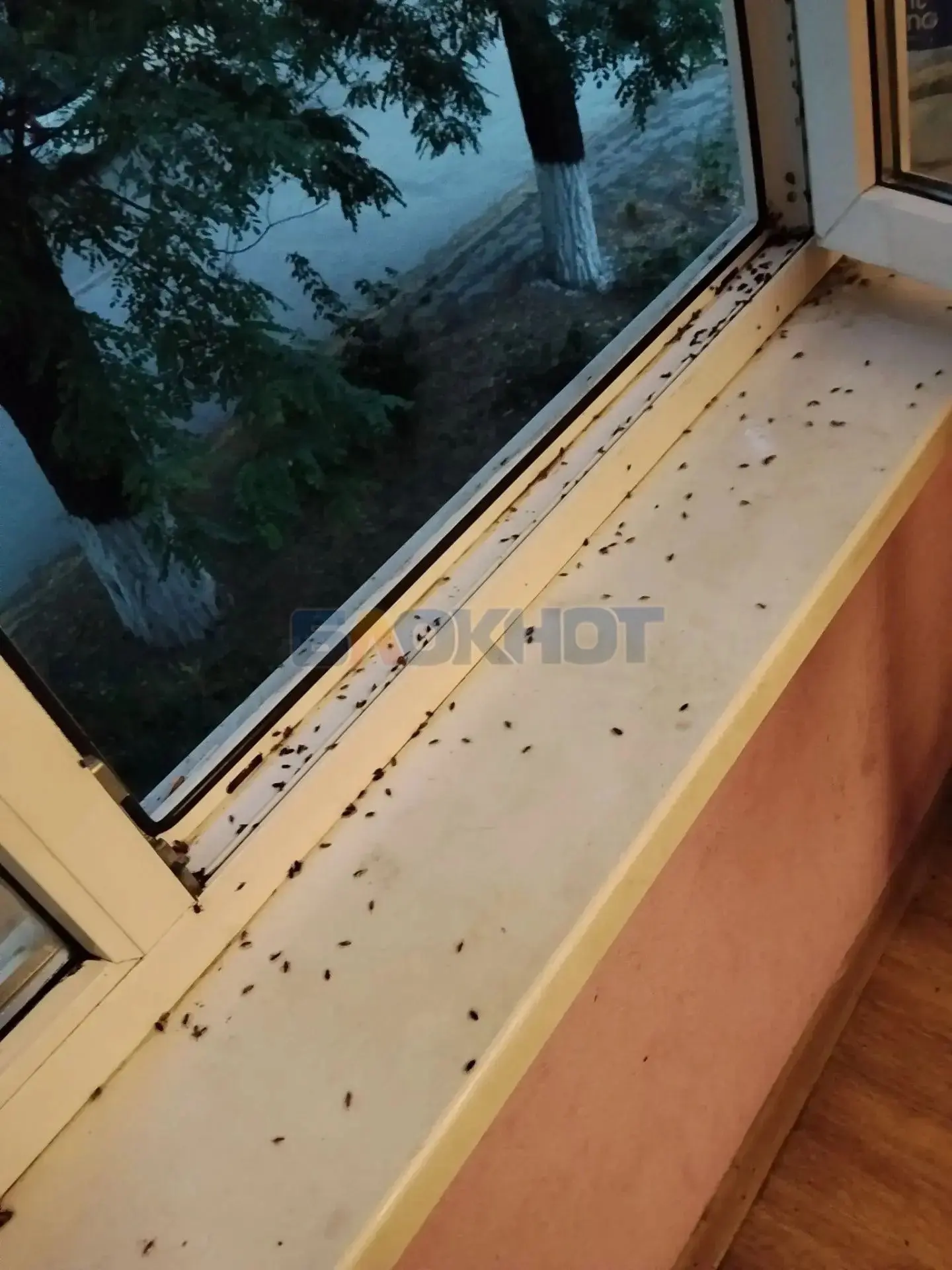 🐞 Массовое нашествие клопов настигло Новочеркасск