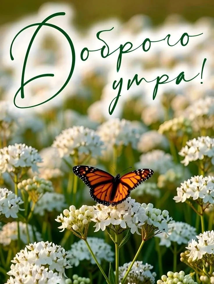 🤍🌸🤍🌸🤍🌸🤍🌸🤍