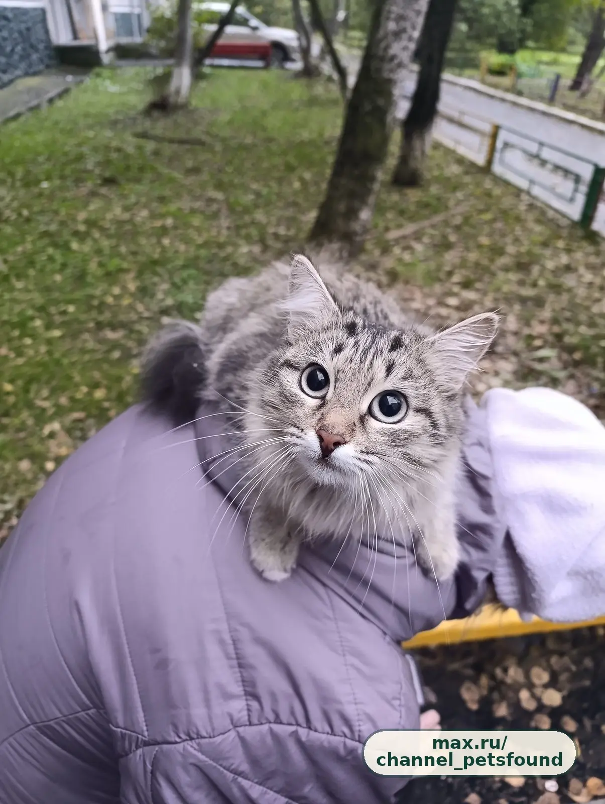 🐾 Найден питомец — Екатеринбург