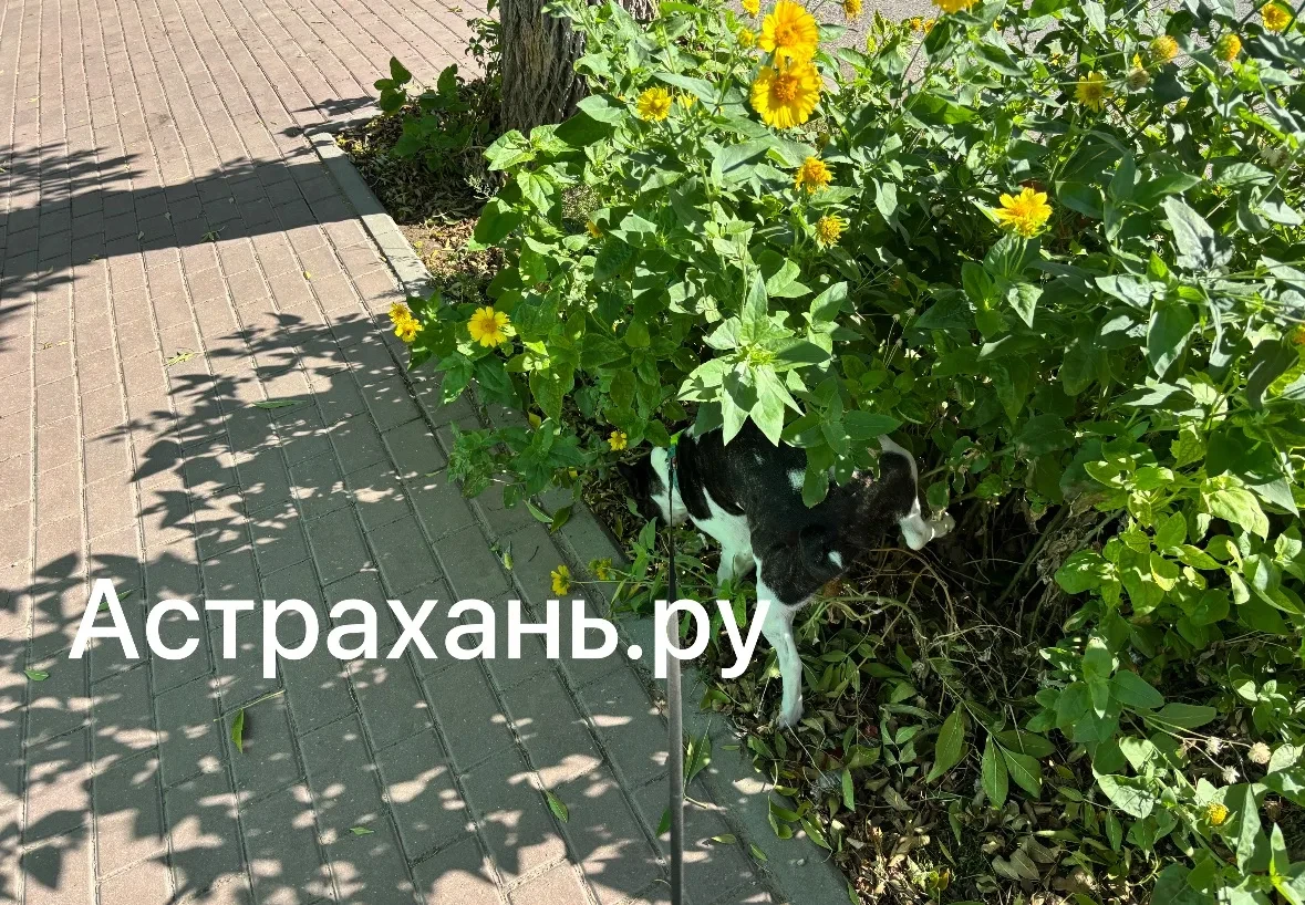Кто это будет убирать? Астраханцы возмущены следами собачьих прогулок