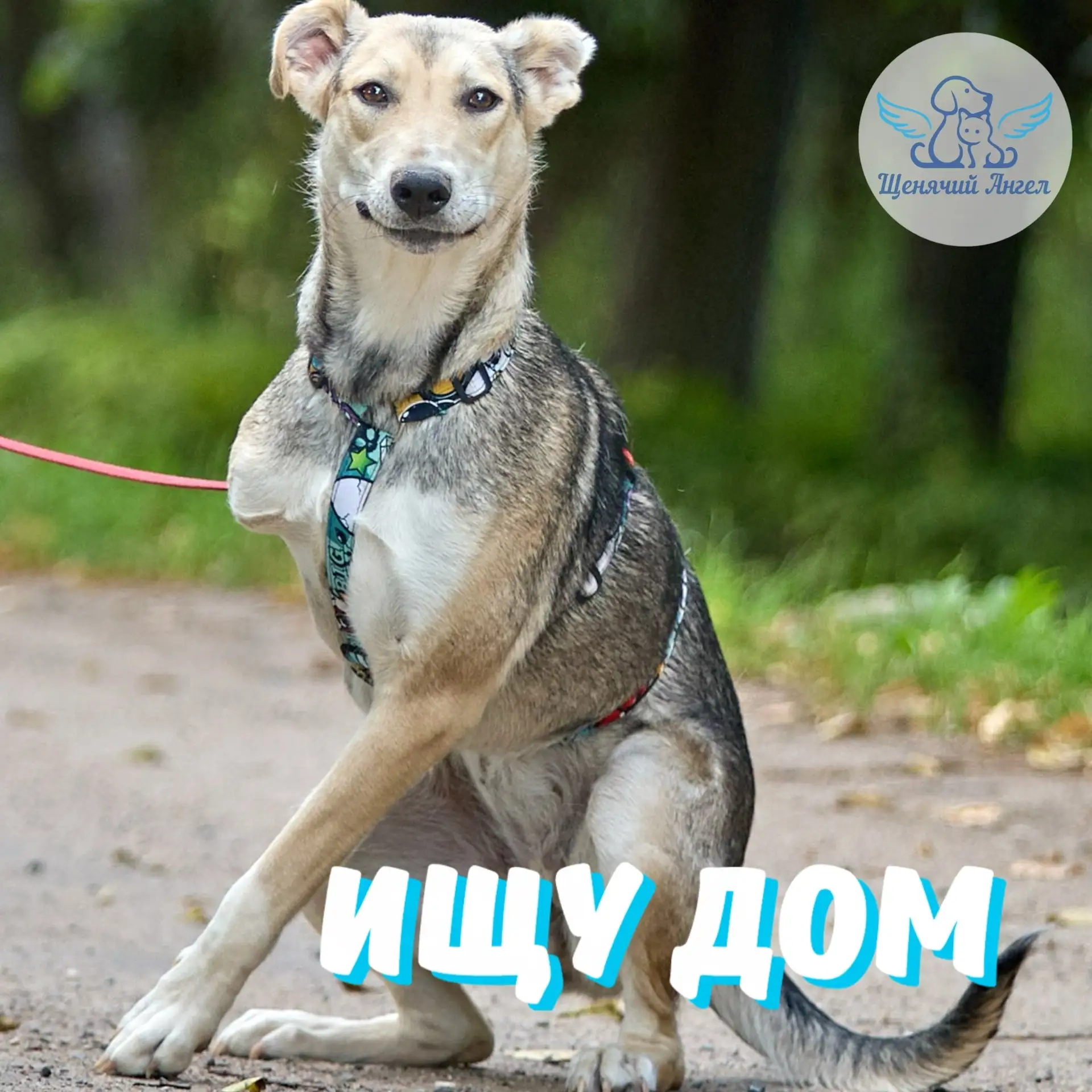 ДЫМКА – ИЩУ ДОМ 🏡