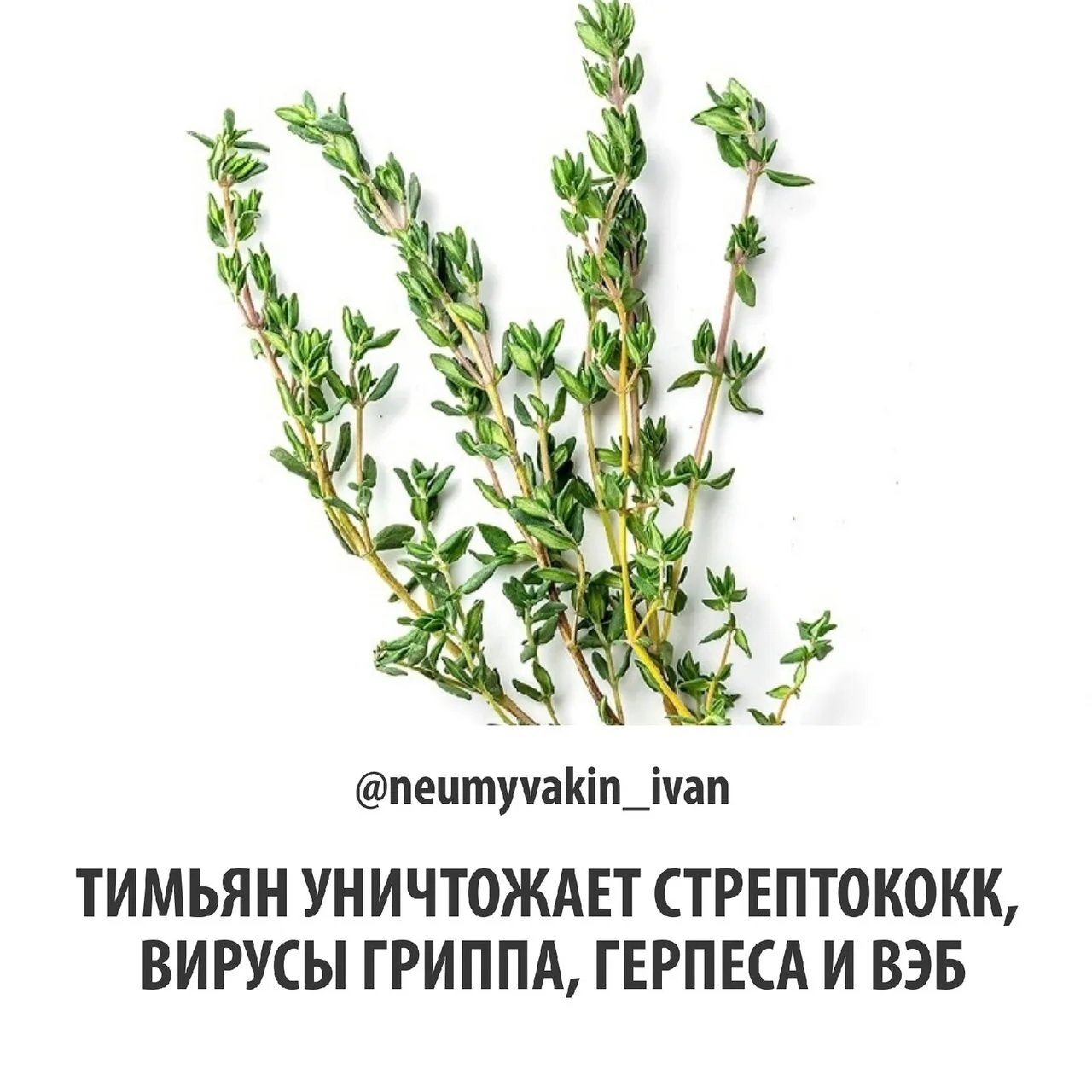 🌿ЧАЙ ИЗ ТИМЬЯНА ЯВЛЯЕТСЯ МОЩНЫМ ЦЕЛЕБНЫМ НАПИТКОМ
⠀
Чай с тимьяном обладает мощными противовирусным
