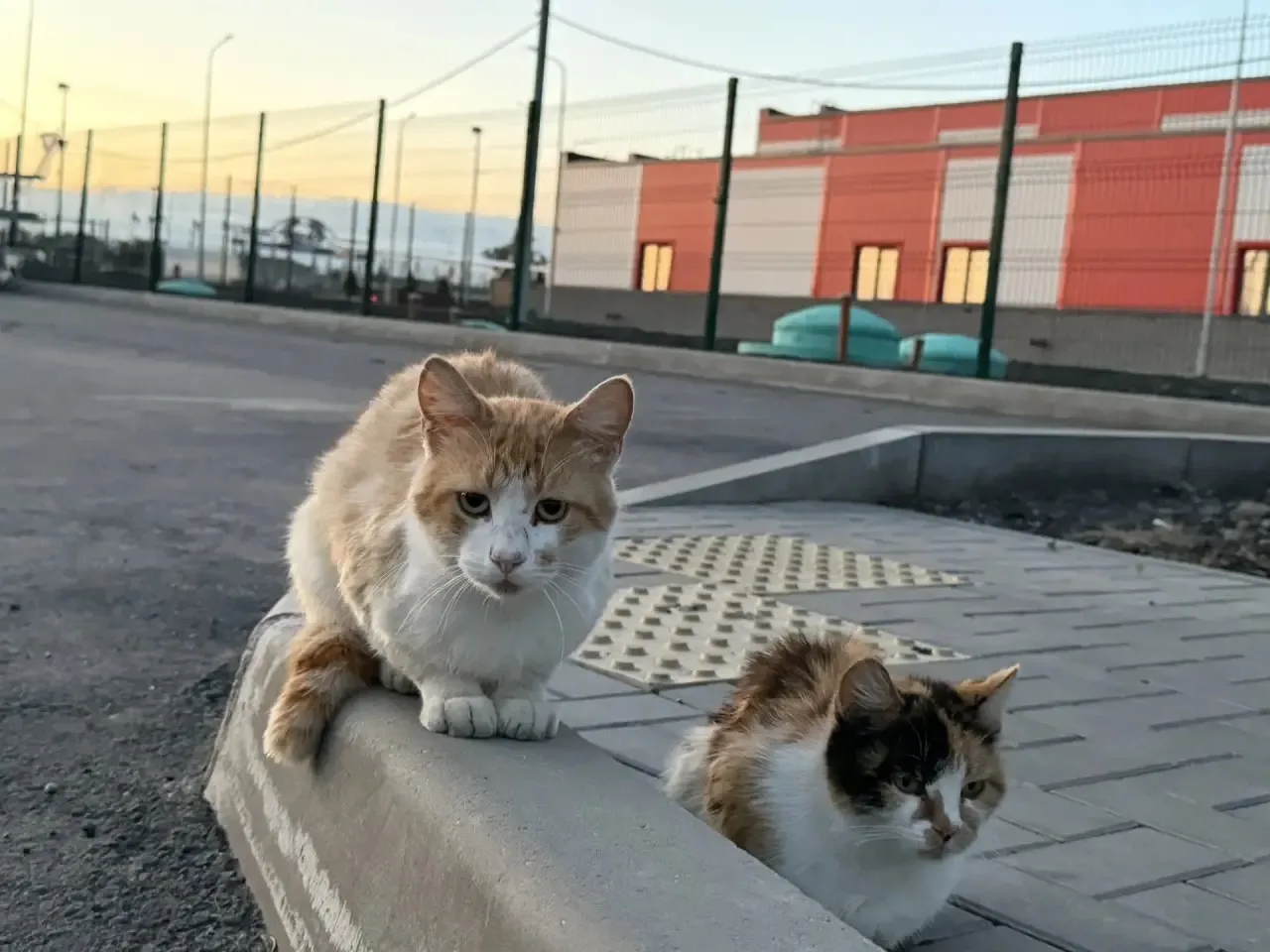 Котики волновахские 🐈
