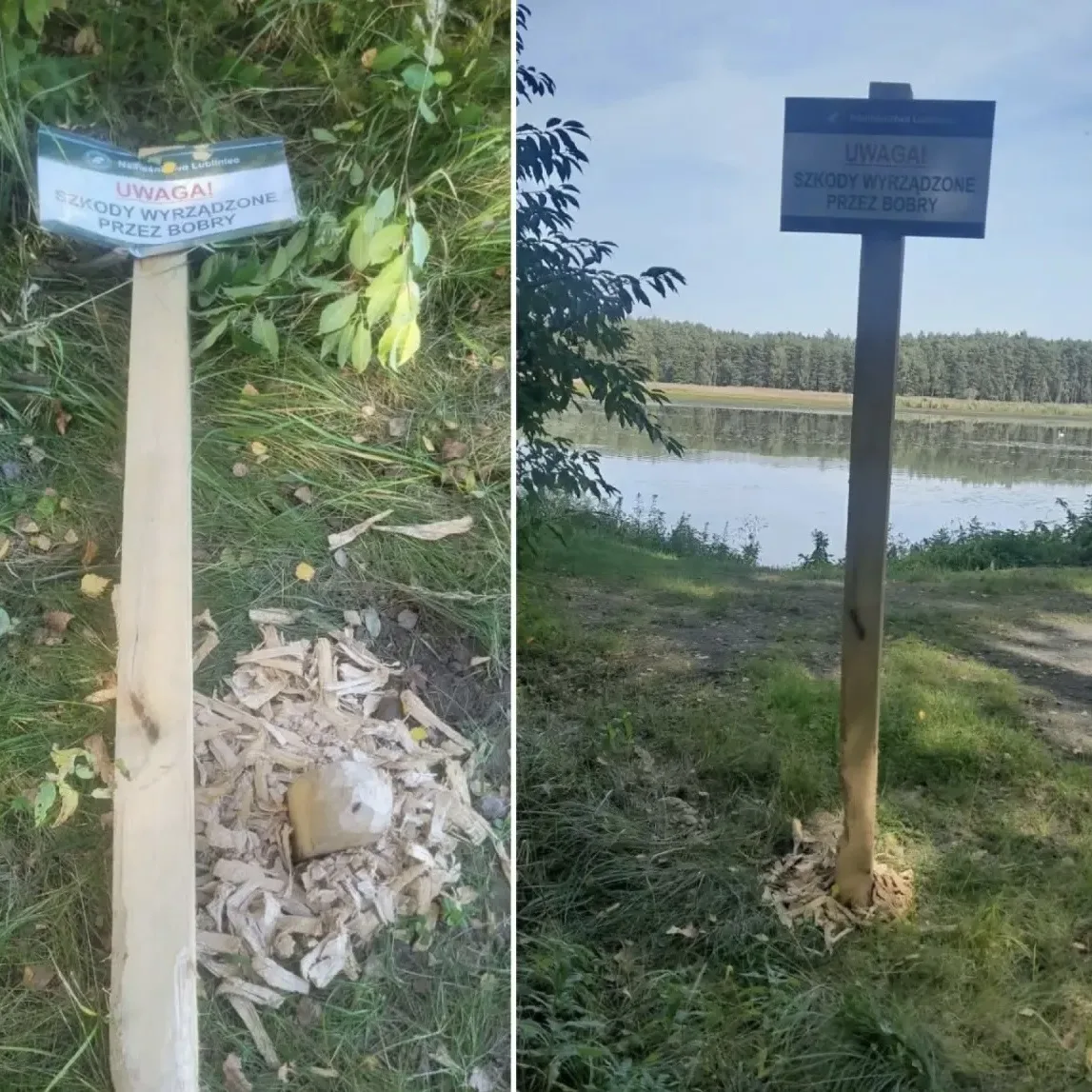 Польские бобры пошли против системы 🦫