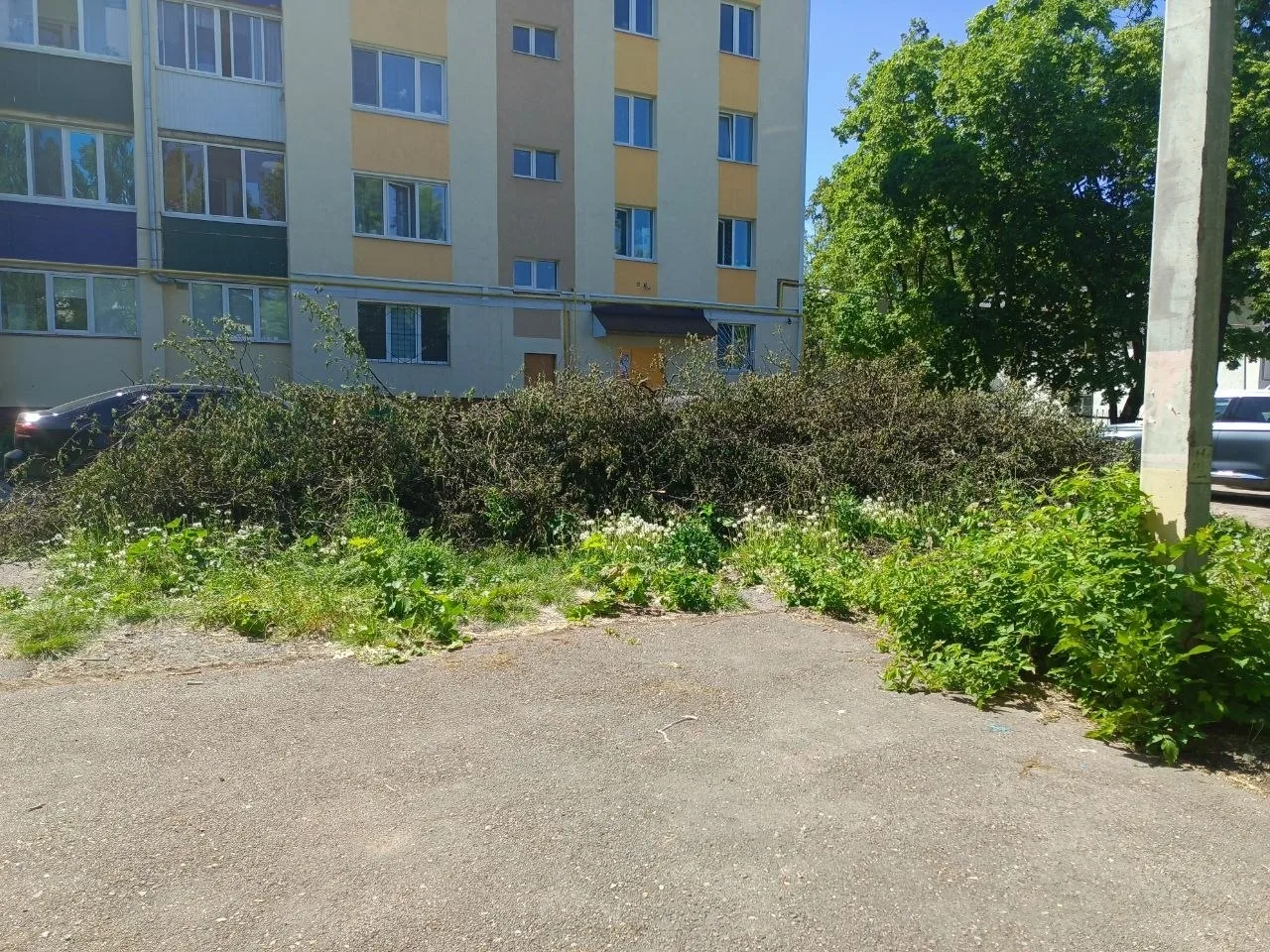 🌳 Спиленные деревья до сих пор не убрали  В Лениногорске возле дома №22 по улице Куйбышева около дву