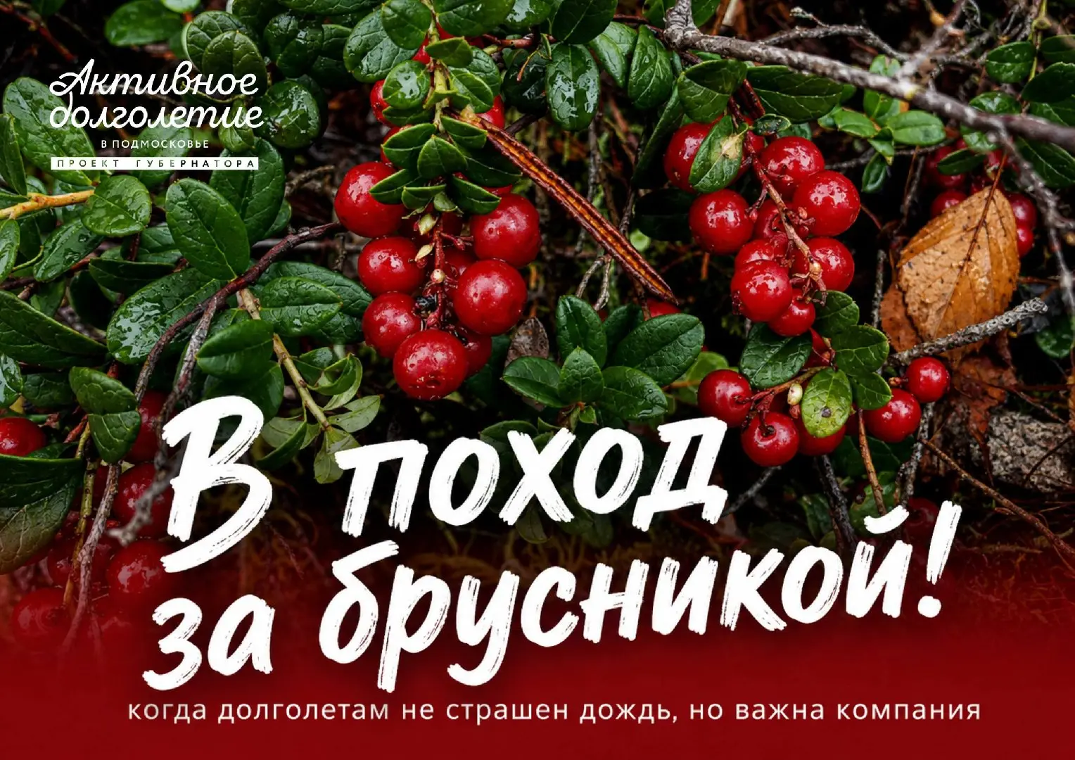 Поход за брусникой: собираем лесное настроение!