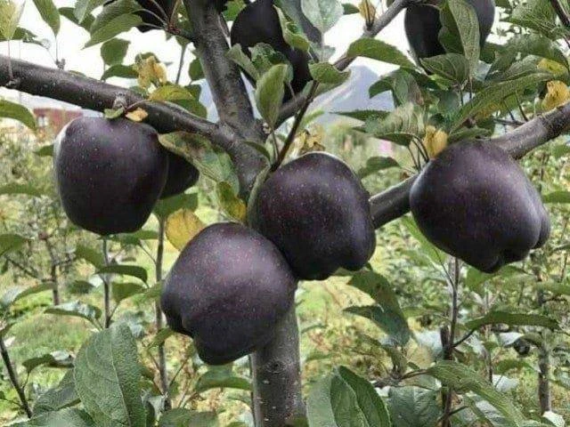 Существуют чёрные яблоки, называются Black Diamond, они найдены в Тибете и принадлежат ...