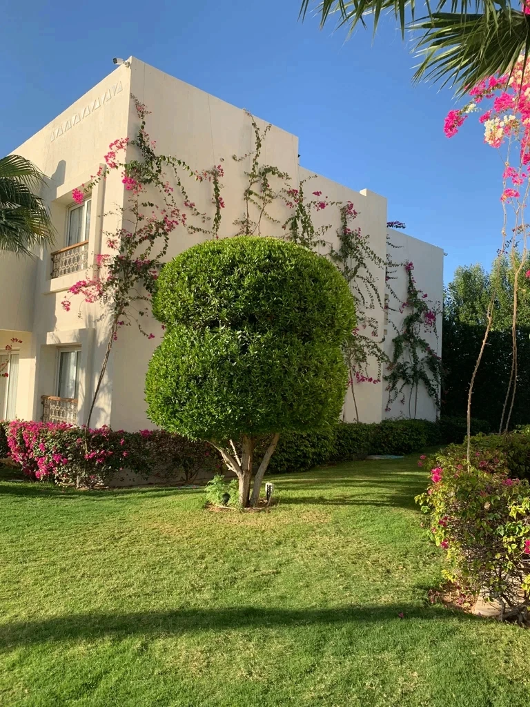 🌴 Мечтаете об идеальном отдыхе в Египте? Тогда Swissotel Sharm El Sheikh — то, что нуж...