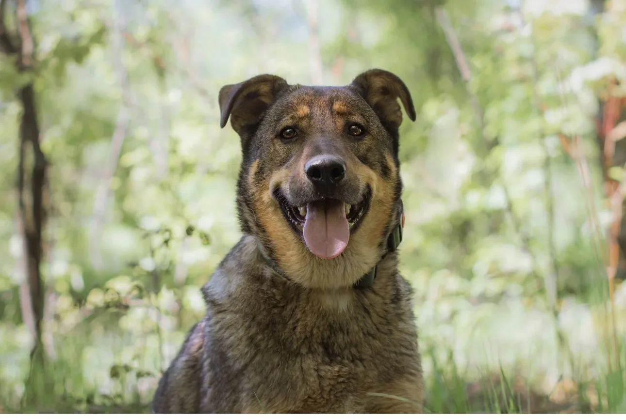 Знакомьтесь, Джек! 🐾💛