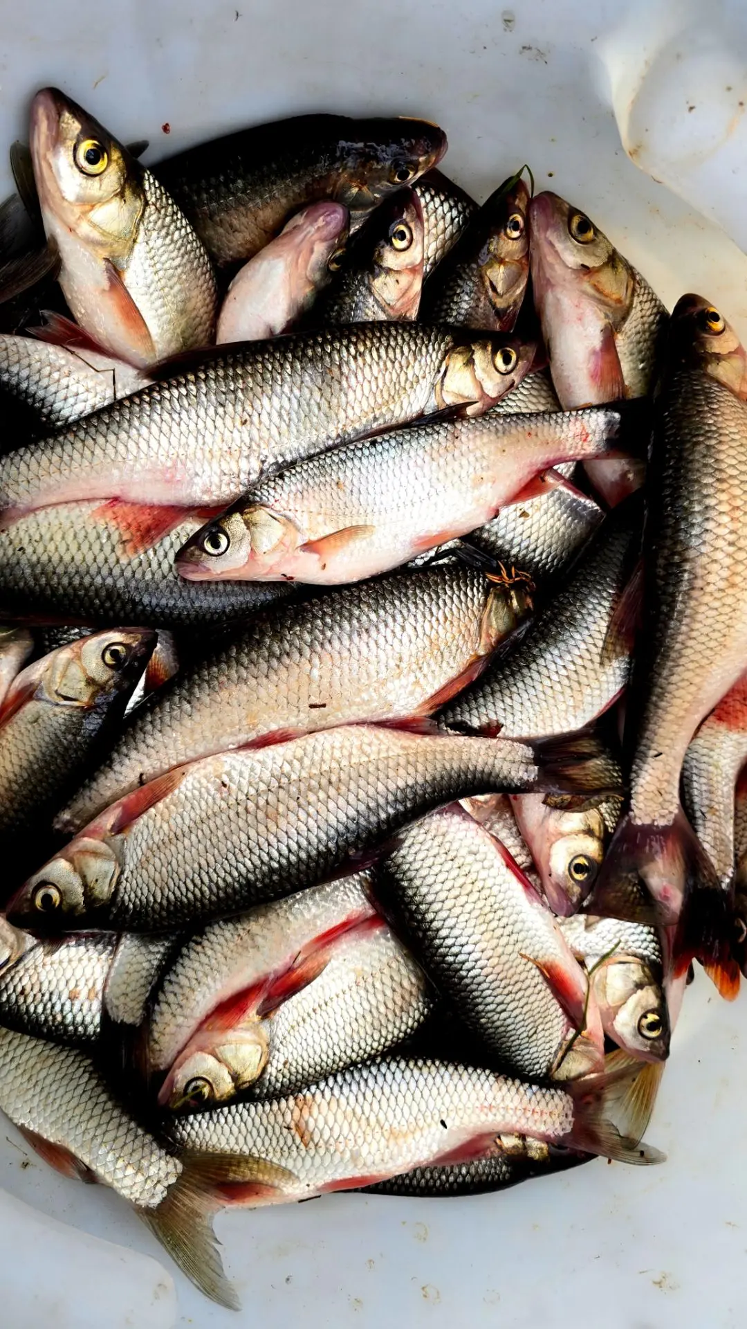 https://max.ru/fisherman_86