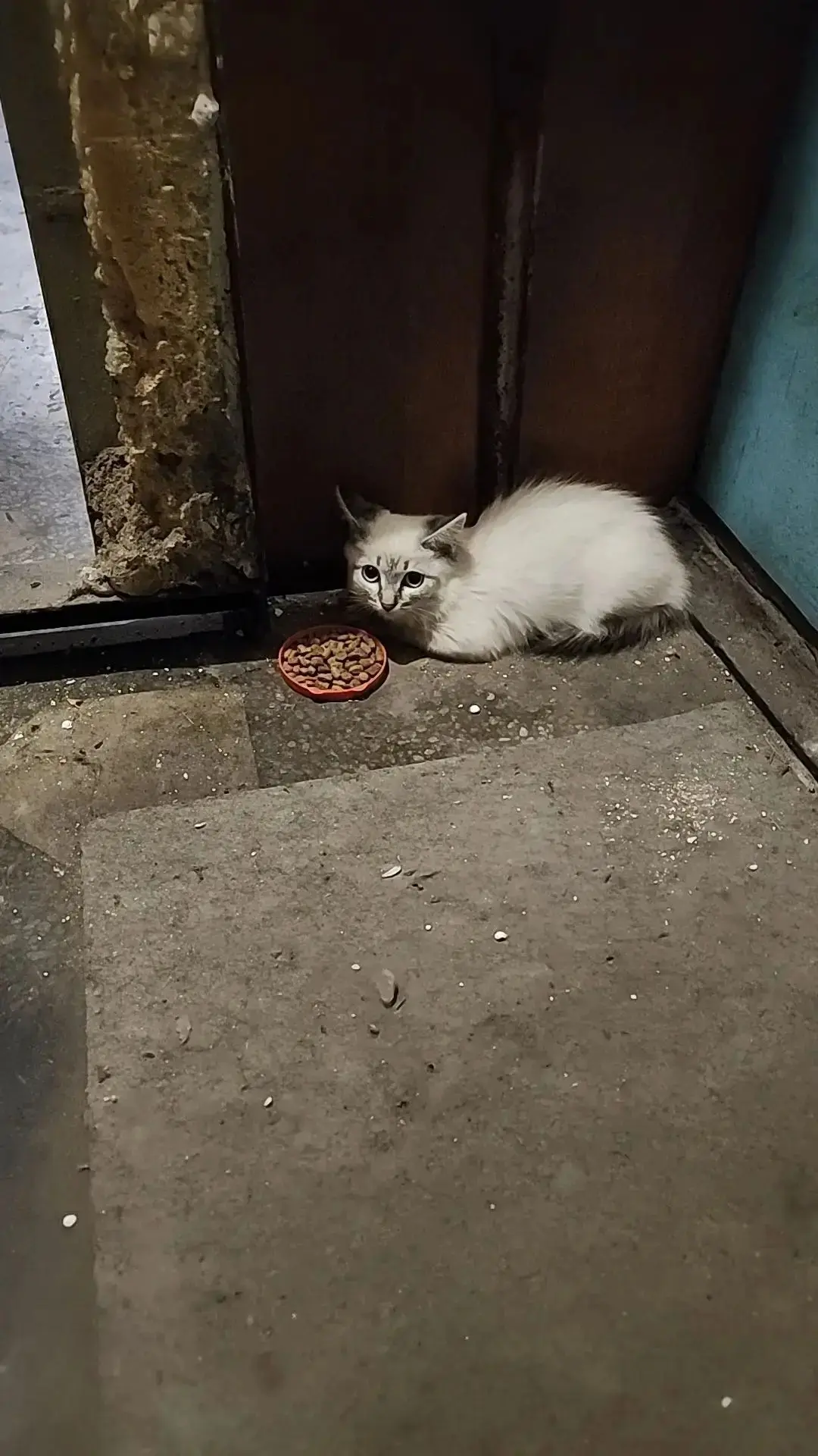 Отдам кошечку , подкинули в подъезд 🥺кошечка ласковая, красивая. Себе оставить не могу...