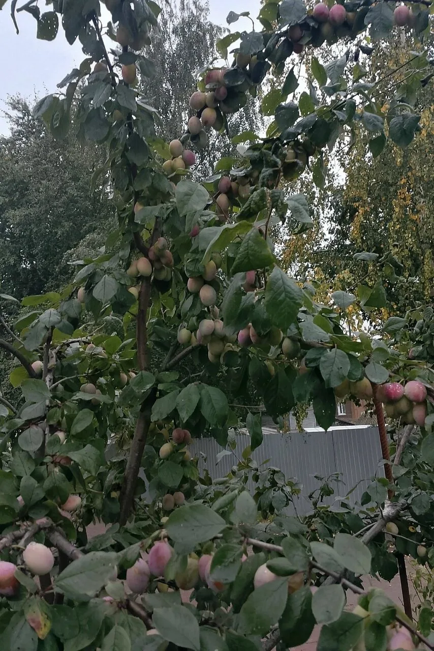 Слива на улице Мичурина? 🍑