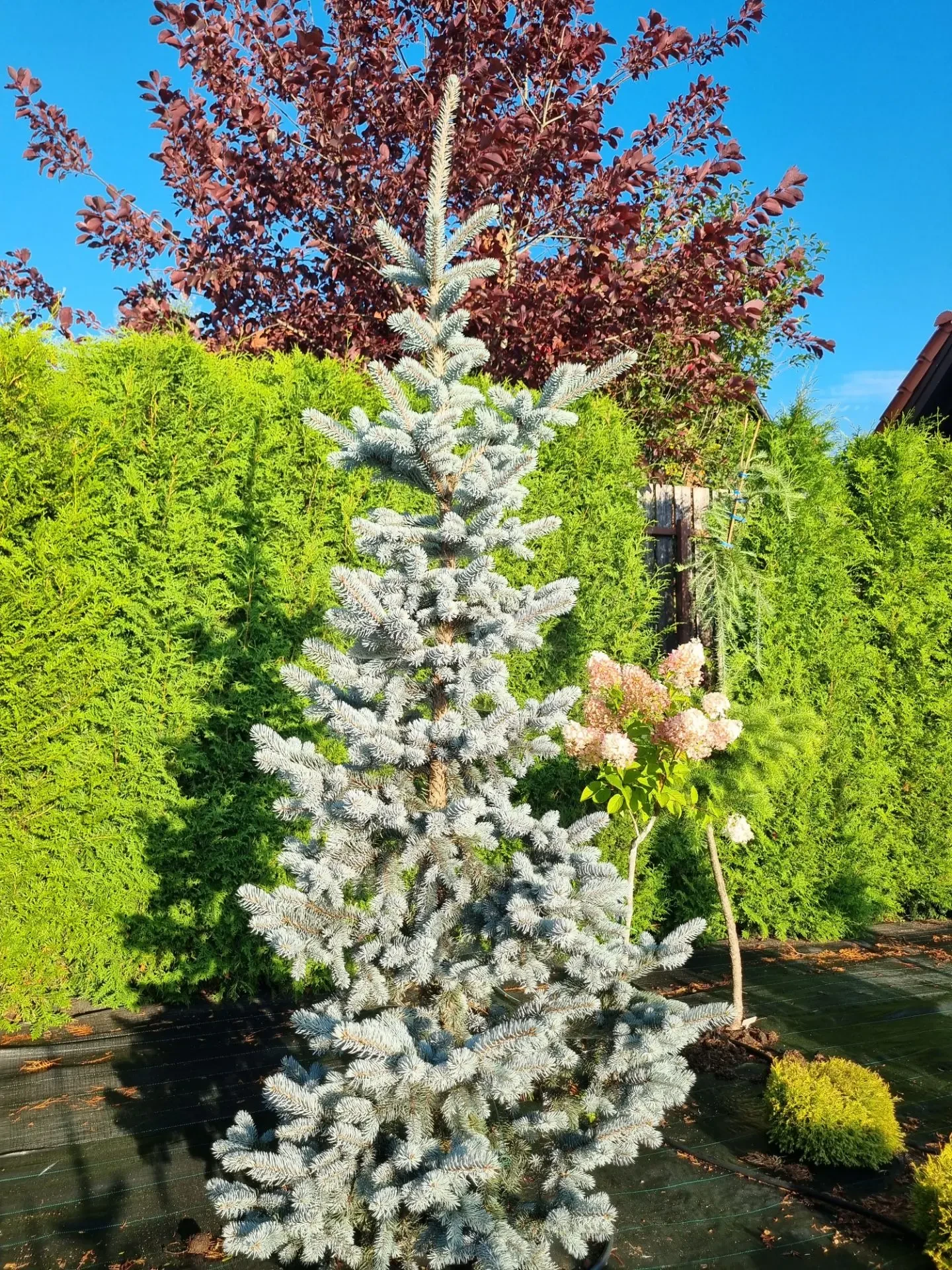 Picea pungens 'Hoopsii'