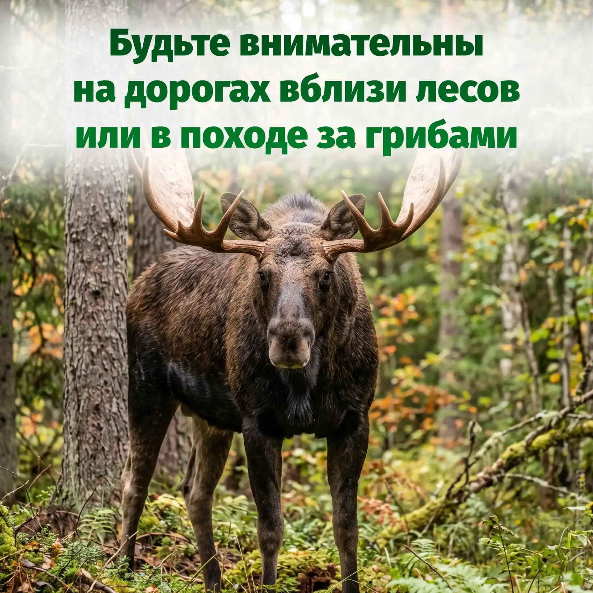 ⚠ Лось в лесу или на дороге – не просто неожиданная встреча. Это серьёзная опасность