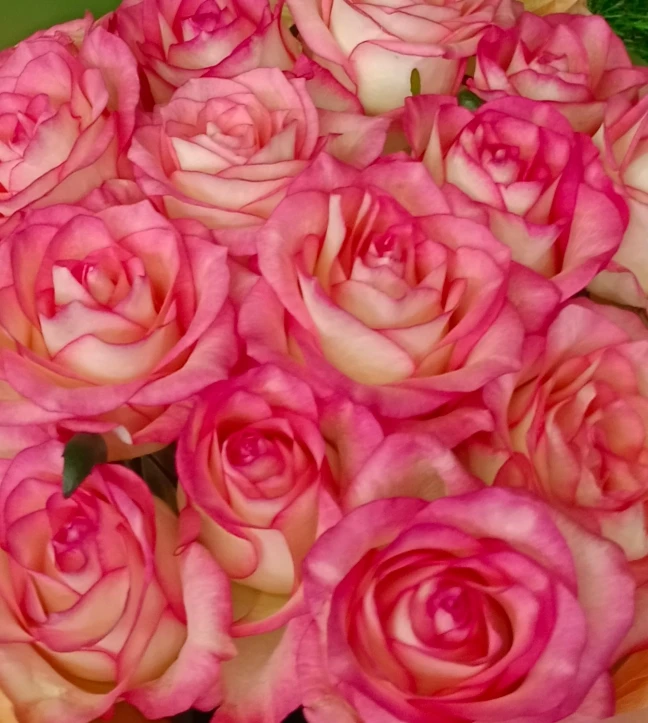 В пятницу ждём свежую поставку роз🌹🌹🌹