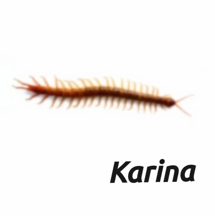 кидай карине