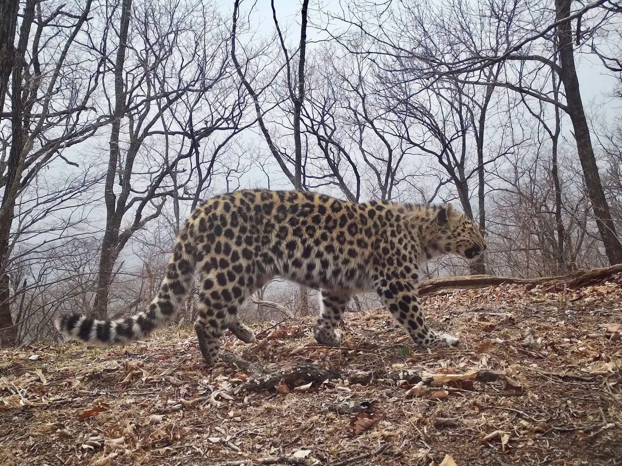Пришёл, пометил, победил 🐆  Главный девиз дальневосточного леопарда показан на кадрах во всей красе.