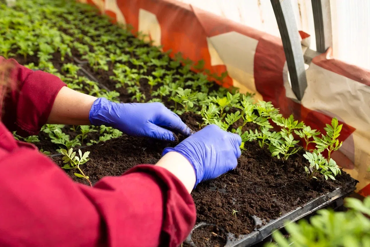 Готовимся к весенней высадке цветов на городские клумбы.   🌱В теплицах «Зеленстроя» работа идёт полн