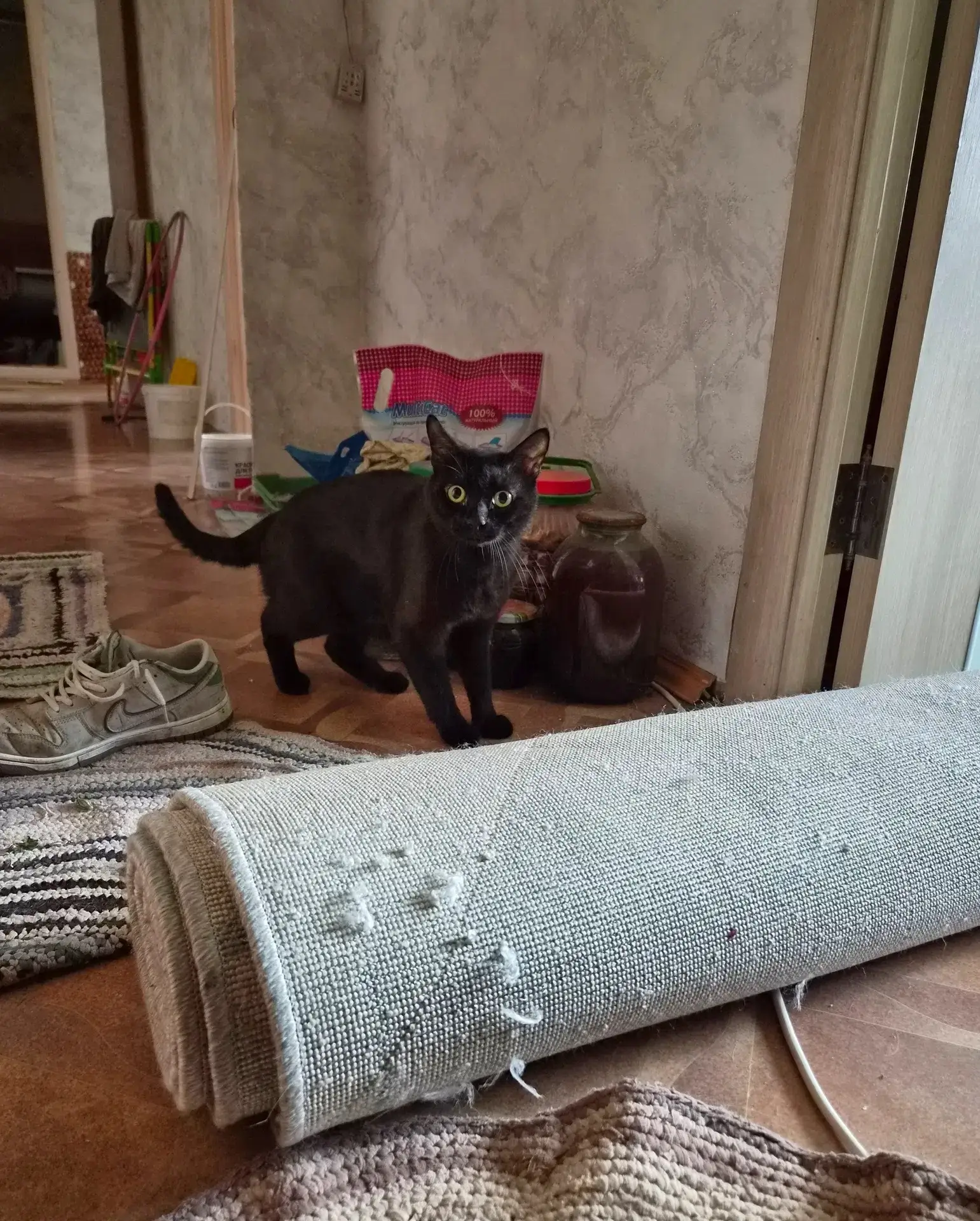 🐈 Приехал курьер Даниил забирать ковер. Он аккуратно свернут, а на изнанке - следы ког...