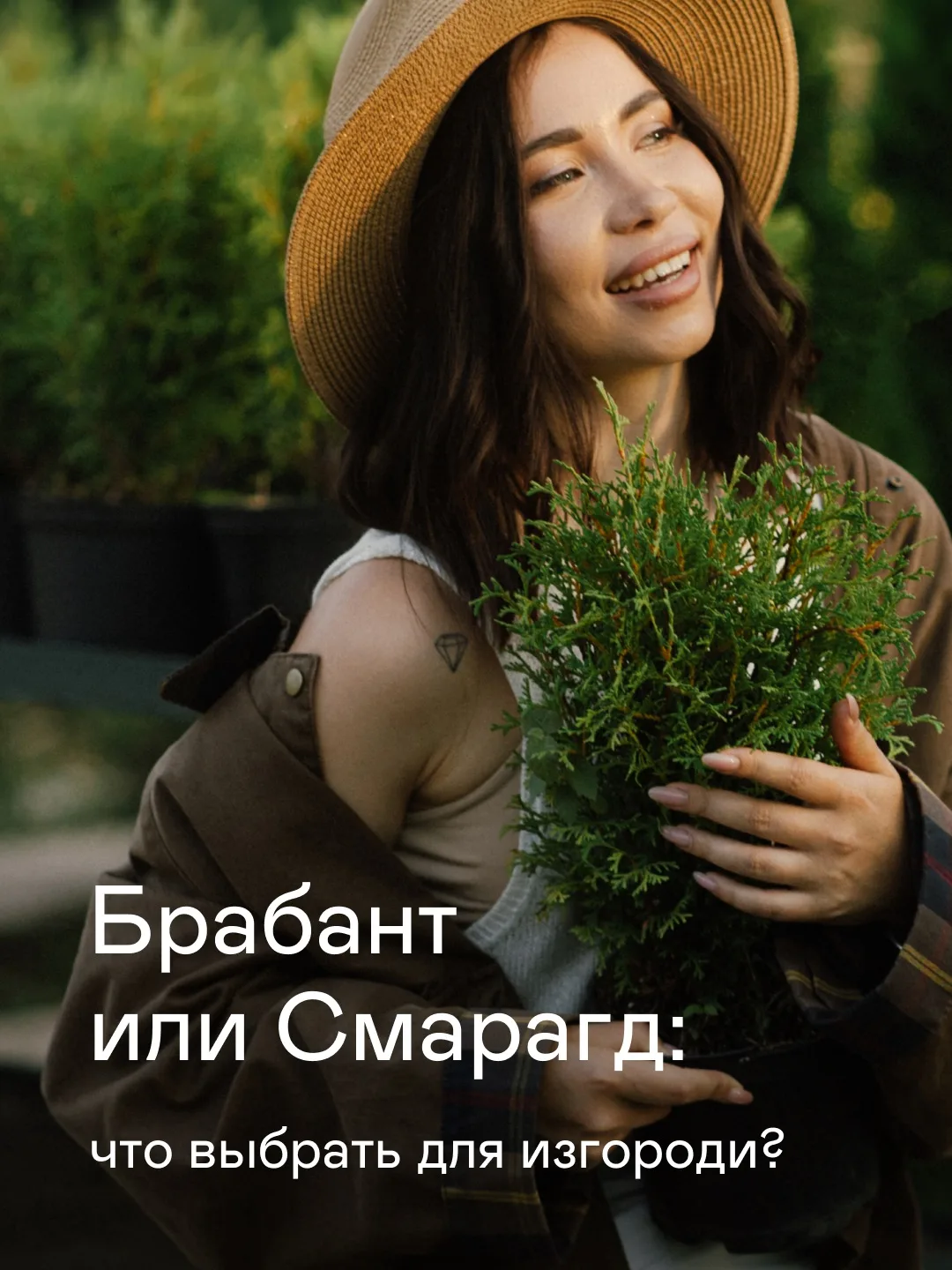 Брабант или Смарагд? Оба сорта туи западной дают плотную и красивую живую изгородь. Но есть важные н