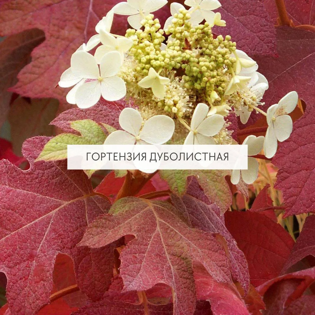 Эффективные кустарники, ярко цветущие осенью🍂