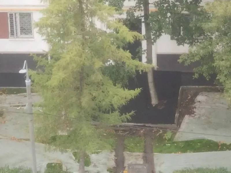 🌳 На Бажова асфальтом задели корни дерева