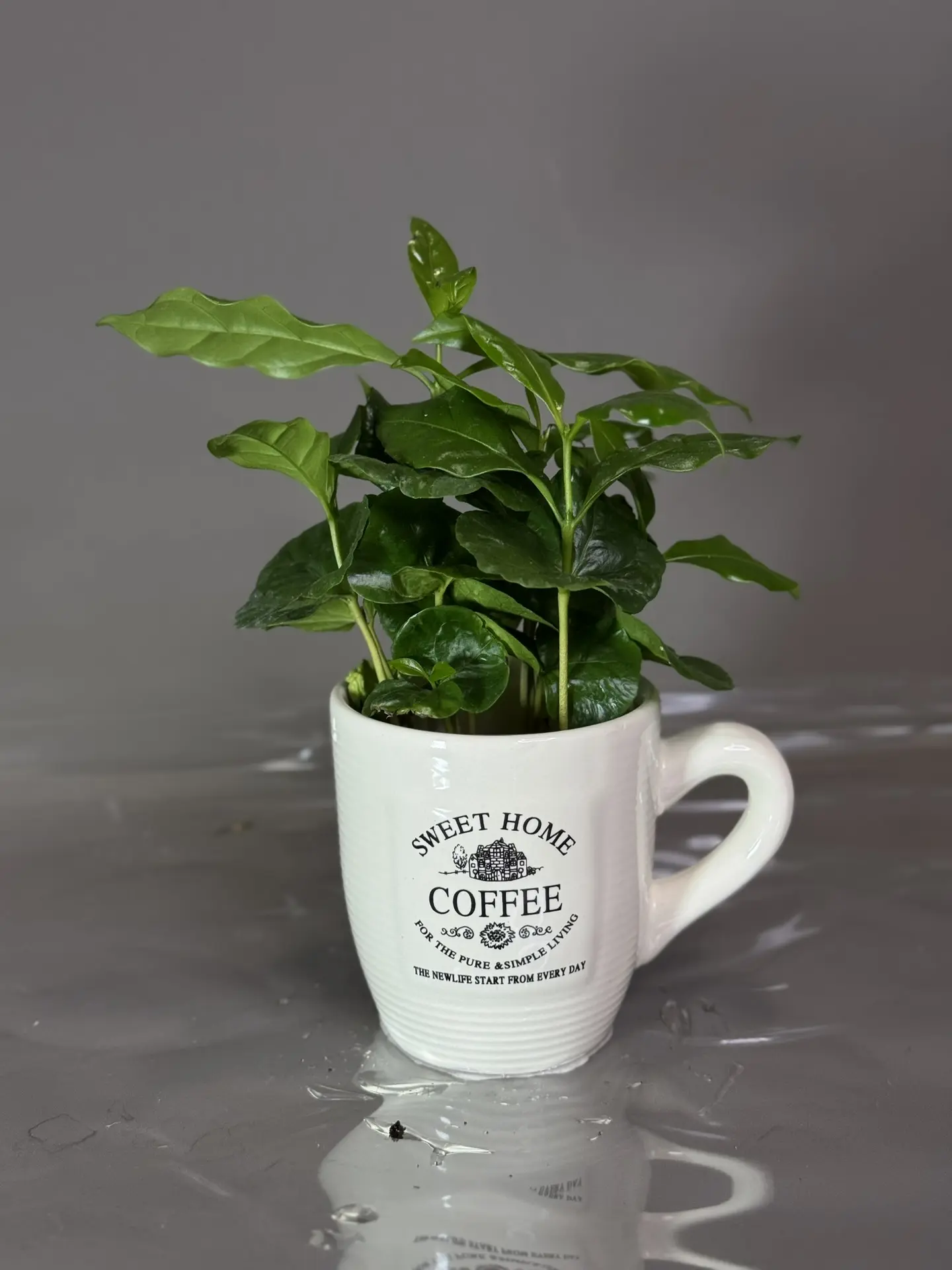 🌿 Отличные новости из цветочного салона «Нимфея»! 🌿