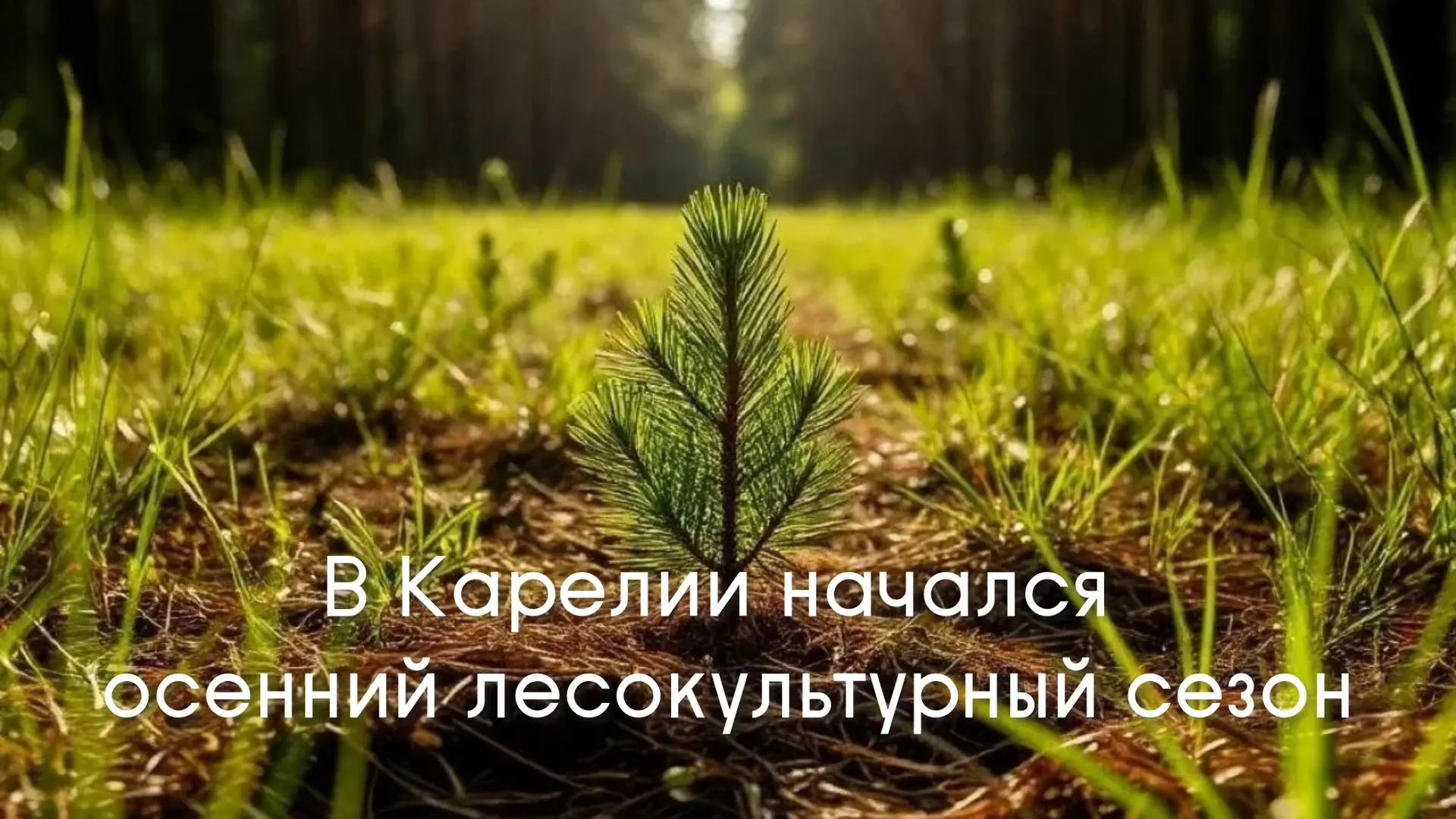 🌲 С середины августа в Карелии возобновились работы по лесовосстановлению, погода позв...