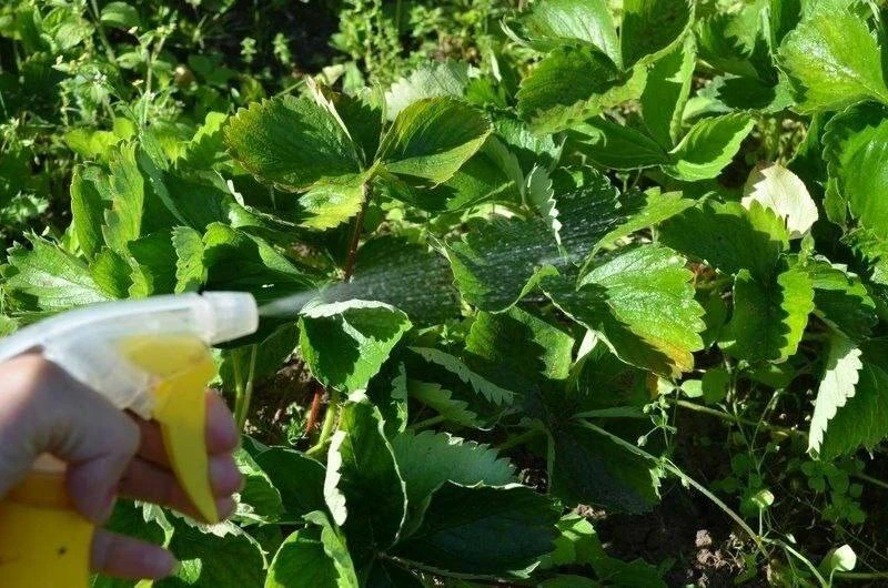 🍓 Клубника без болячек

Хочу поделиться с вами своим надёжным средством от ржавчины, пятнистости и 