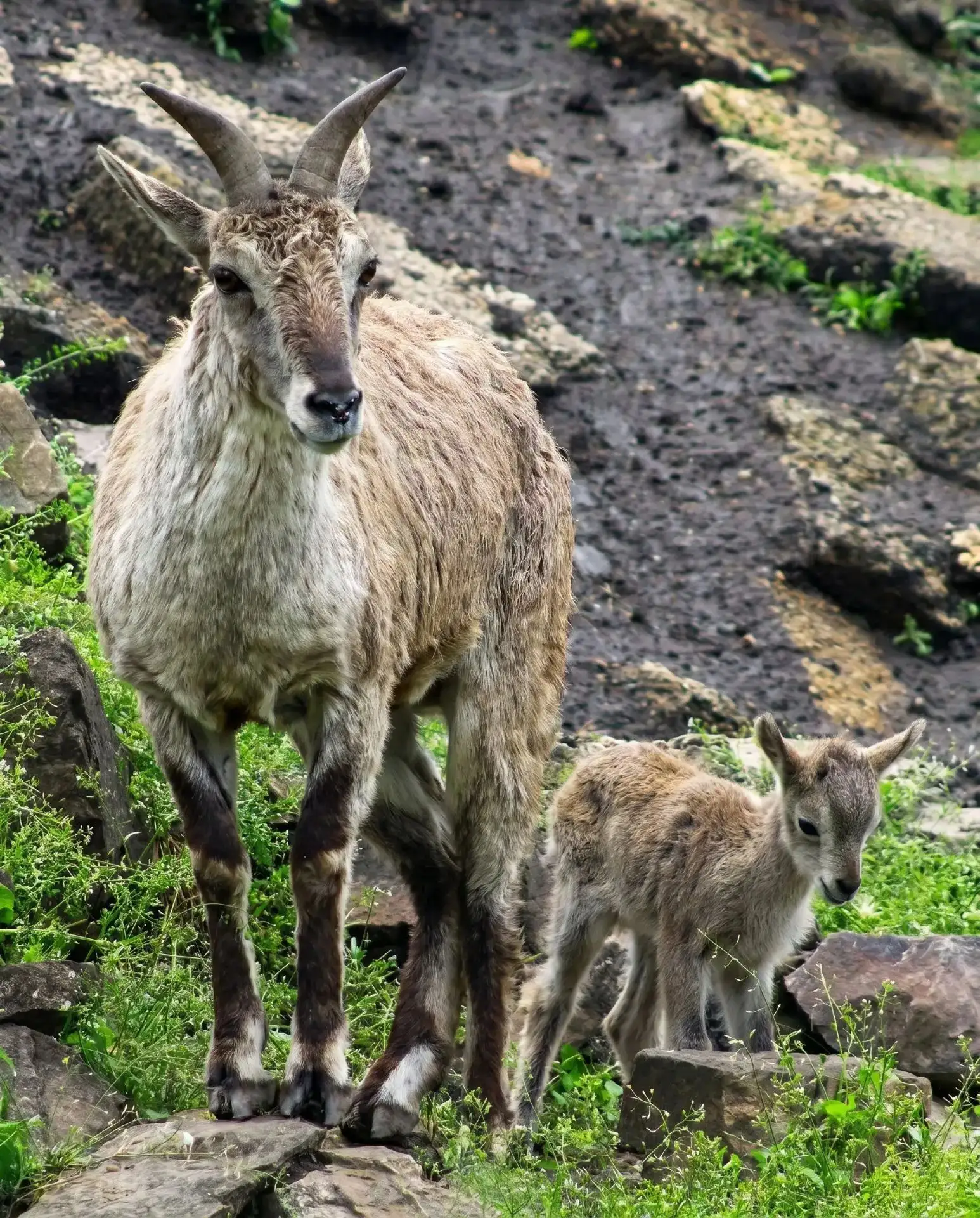 🐐 Голубой барашек с мамой. Этот малыш – крепыш и настоящий герой!
🔸️ Он уже через несколько часов 
