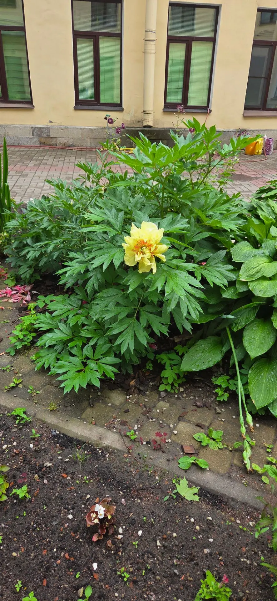 🌼 Зацвел желтый пион! 🌼

Настоящий праздник в детском  саду. Мы дождалась чуда — впервые зацвел же