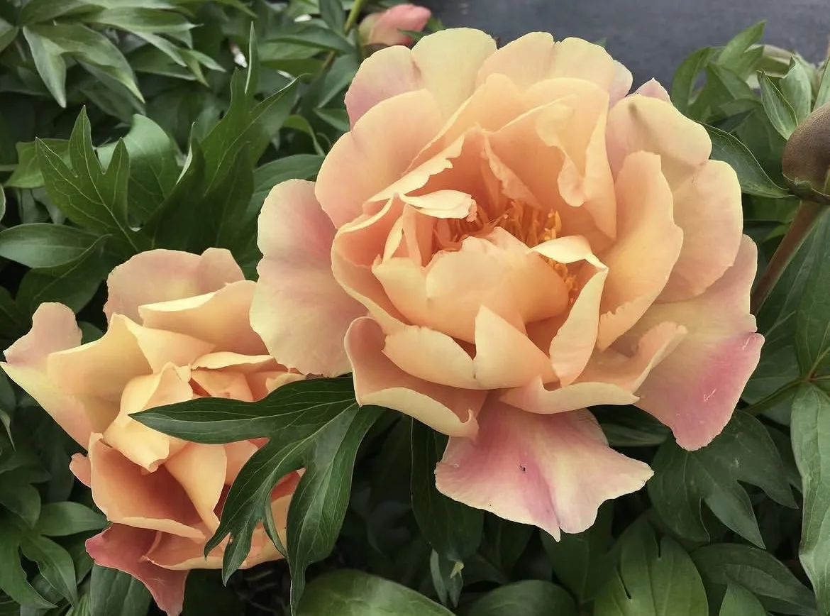 🌸 Johanna Marlen

Ито-гибрид с большими полумахровыми соцветиями желтого цвета, слегка украшенными 
