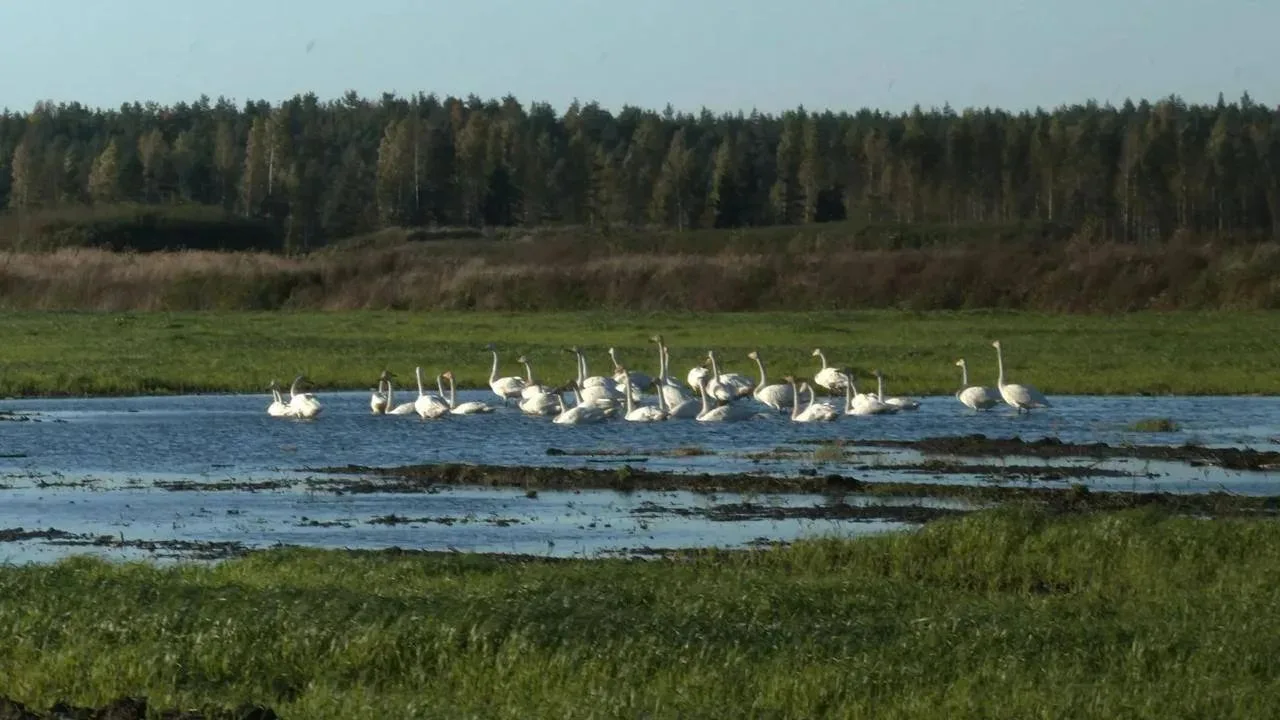 🦢 Стая лебедей остановилась на отдых в Ленобласти