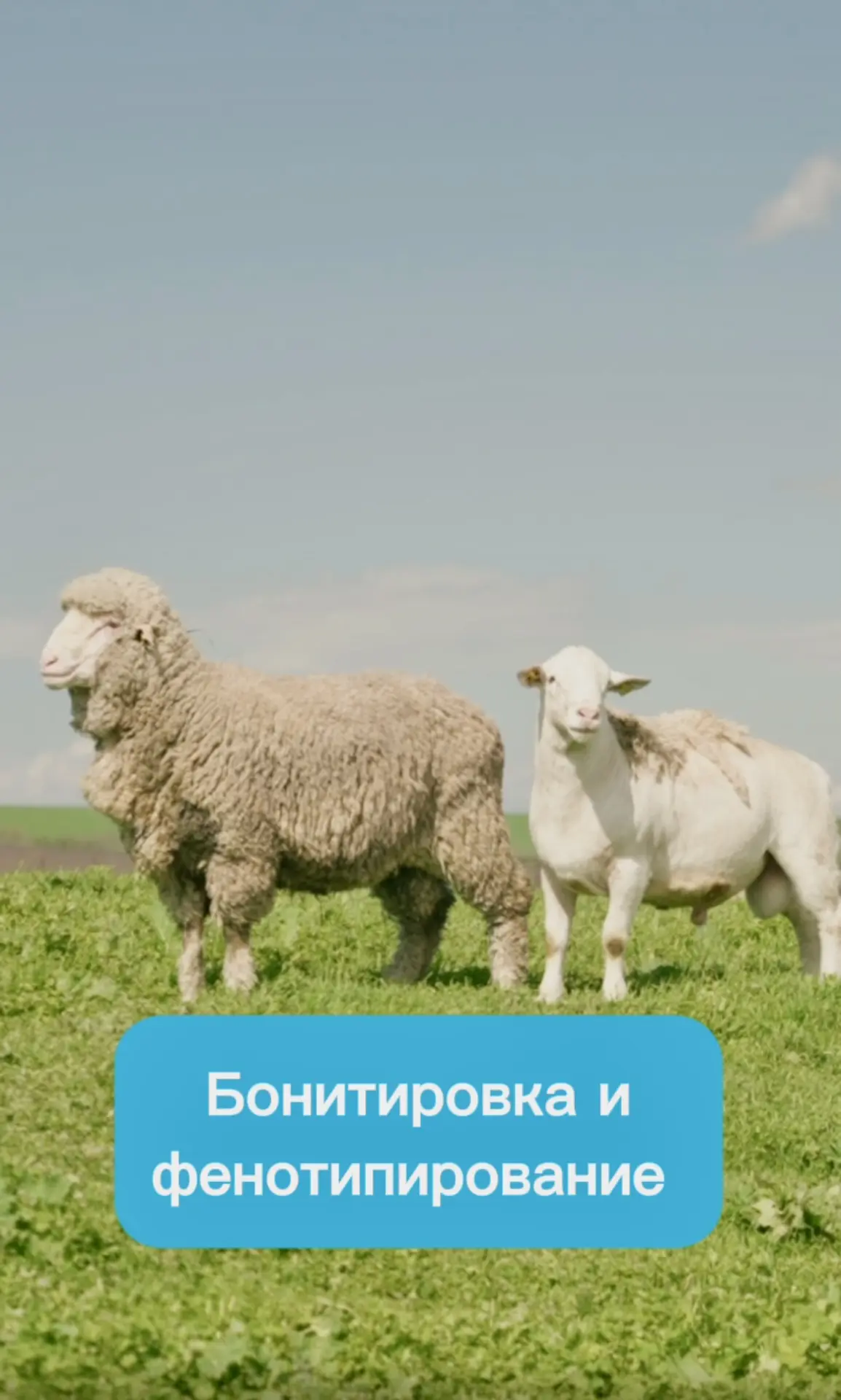 Бонитировка и фенотипирование: в чём разница и зачем это нужно селекционеру? 🧬 

В новом ролике наш