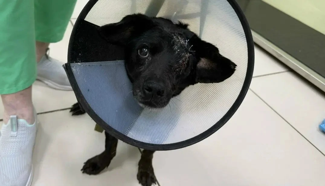 🐾 Костромич вытащил с того света пса Клопика    Один апрельский день молодой человек увидел на улице