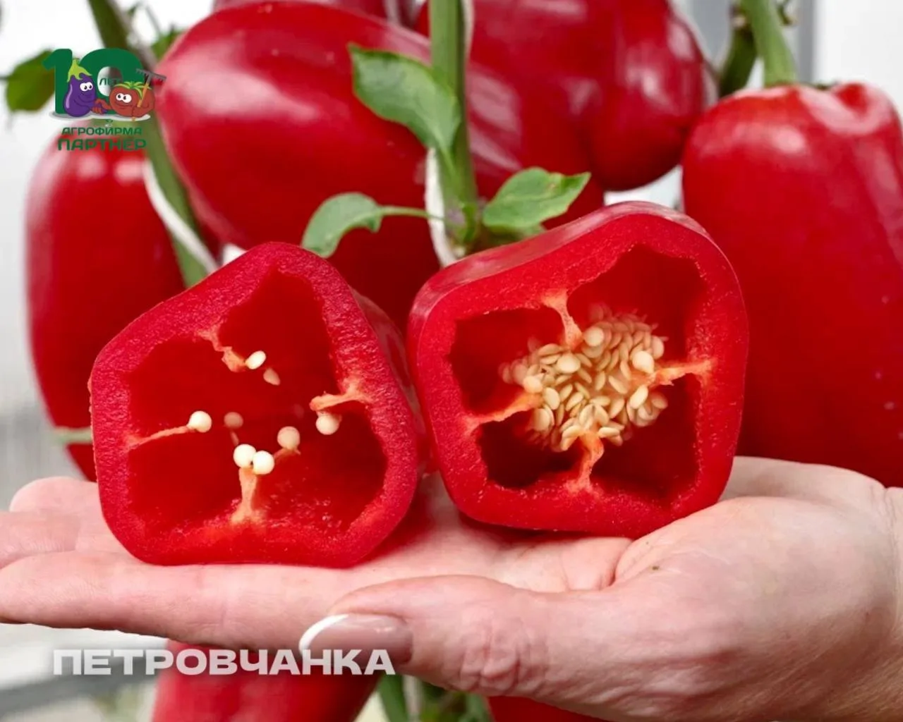🥗 Овощи для фаршировки