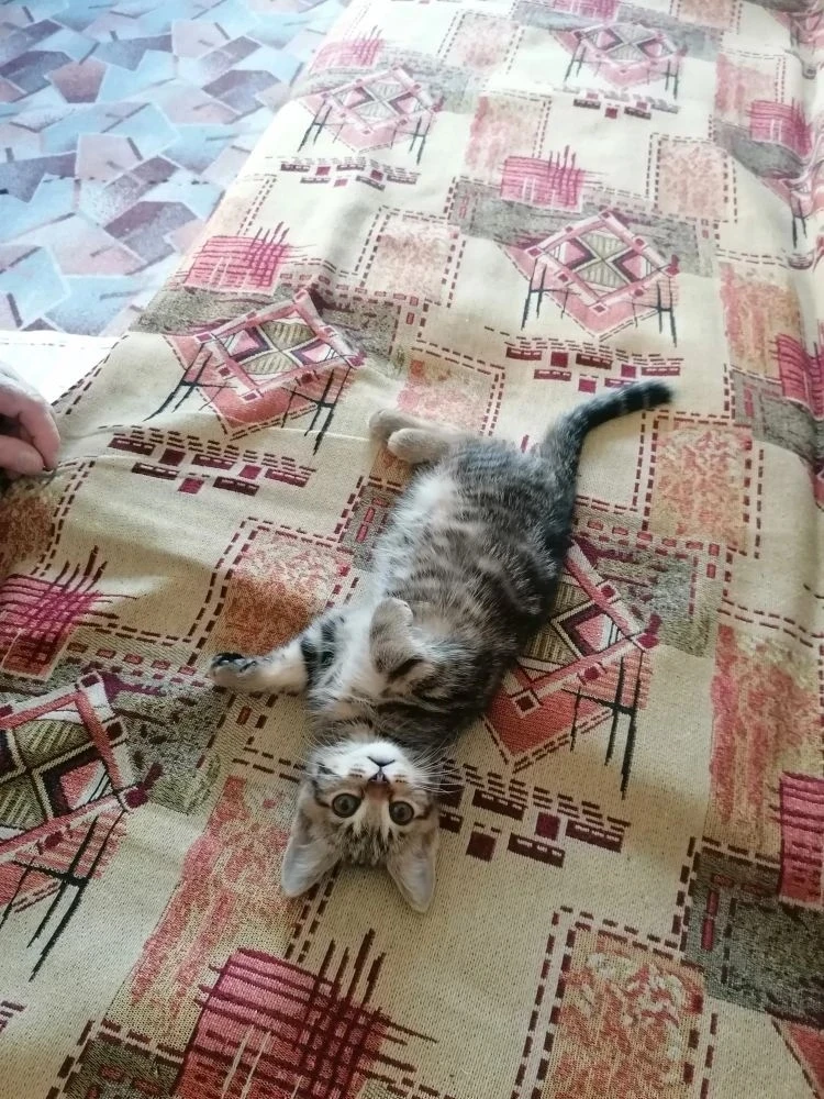 ЛЮБОВЬ С ПЕРВОГО МУР-МУР 
Котёнок с весёлым именем Стеша ищет своё место под солнцем, а лучше у вас 