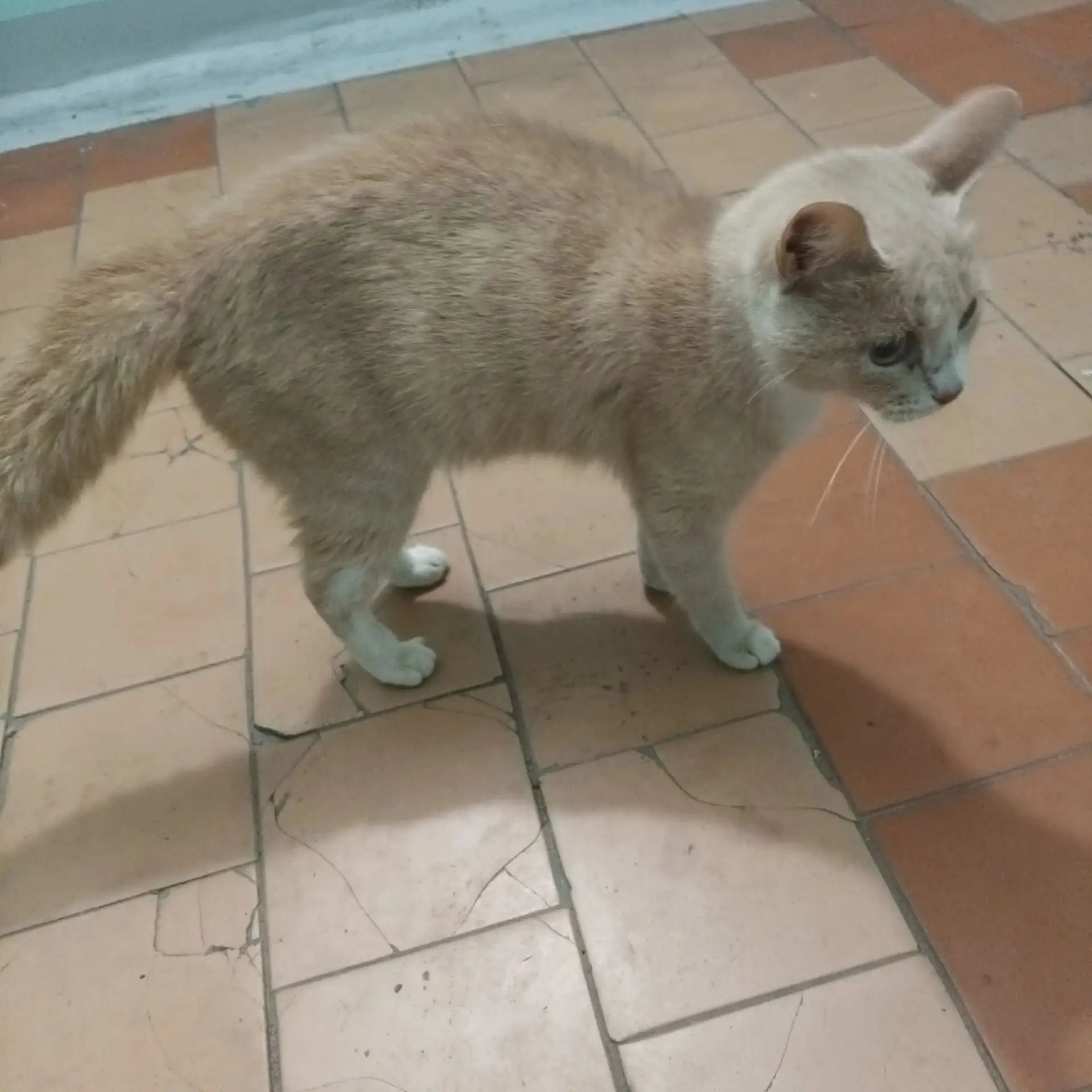 КОТЁНОК ИЩЕТ ПЕРЕДЕРЖКУ ИЛИ ДОМ!
