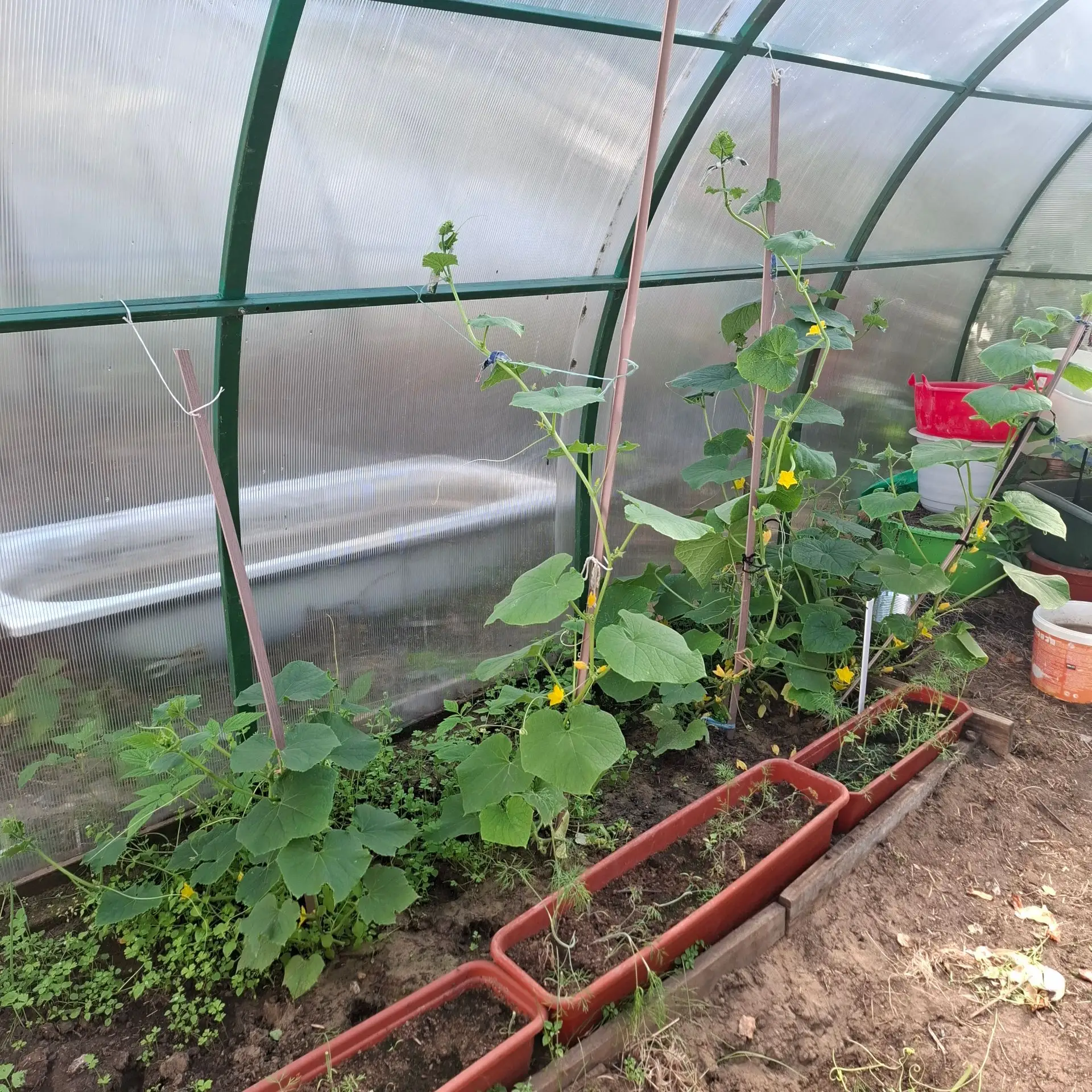 🥒🍅🥗 Лето радует урожаем — и наш огород не отстаёт!