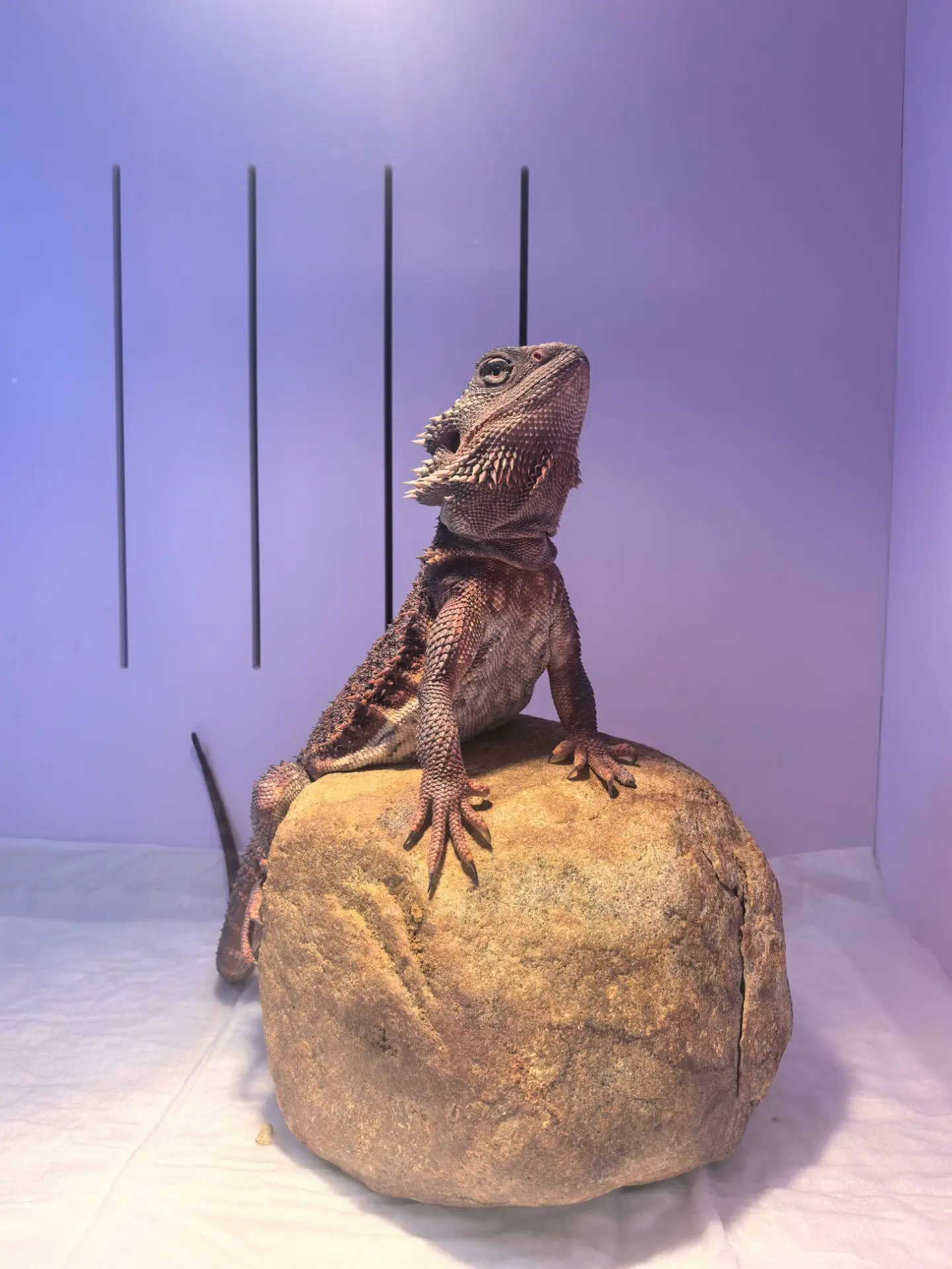 ❤️🦎