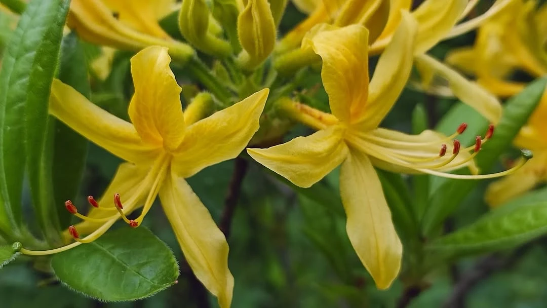 Публикация фотографа Елены Брежицкой:  🌼На Бештау зацвела азалия понтийская, или жёлтый рододендрон 