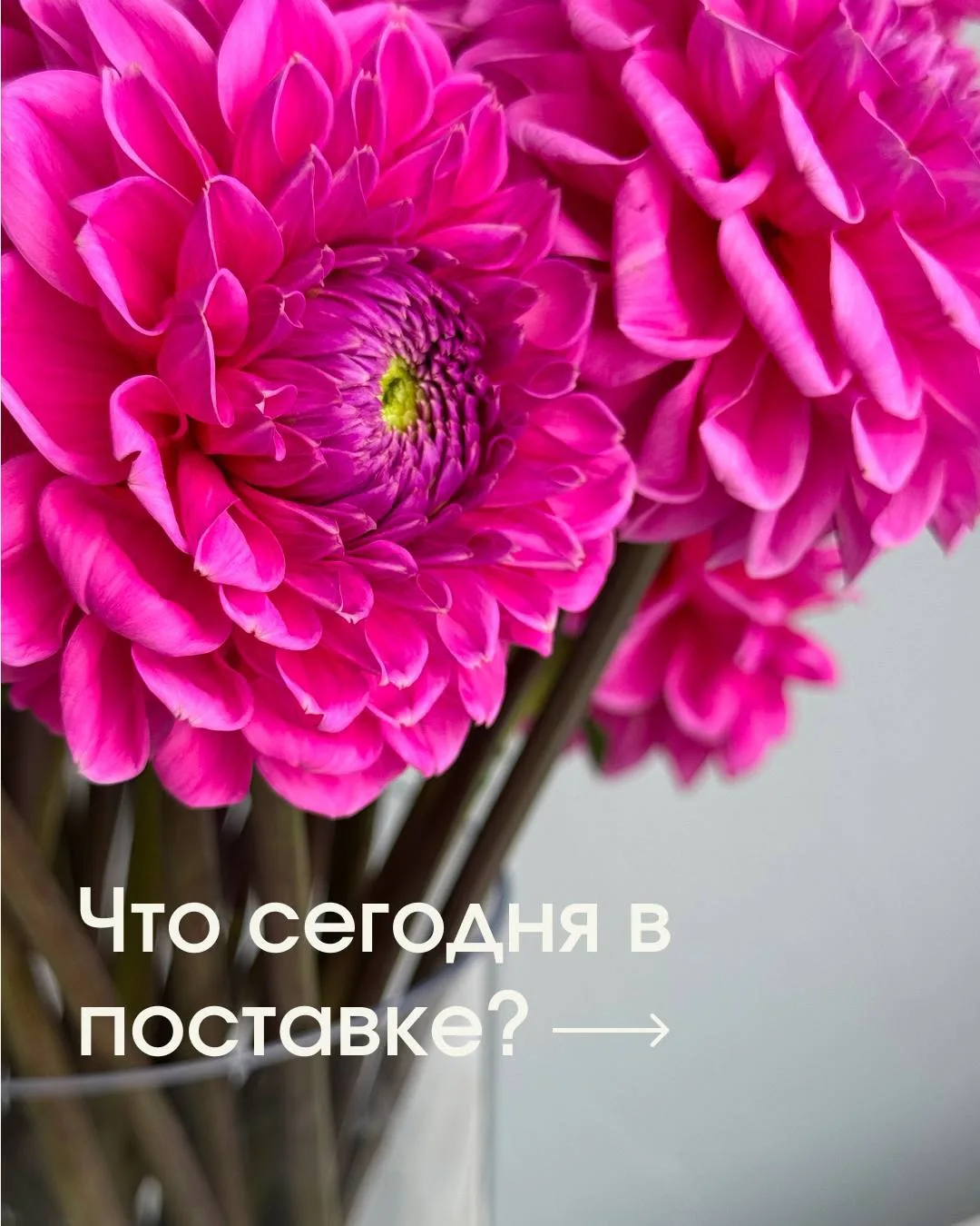 Ох, ну как тут выбрать любимчика? 🤍

🤩Сегодня в салоне георгины, эустома, маттиола, розы, кустовые
