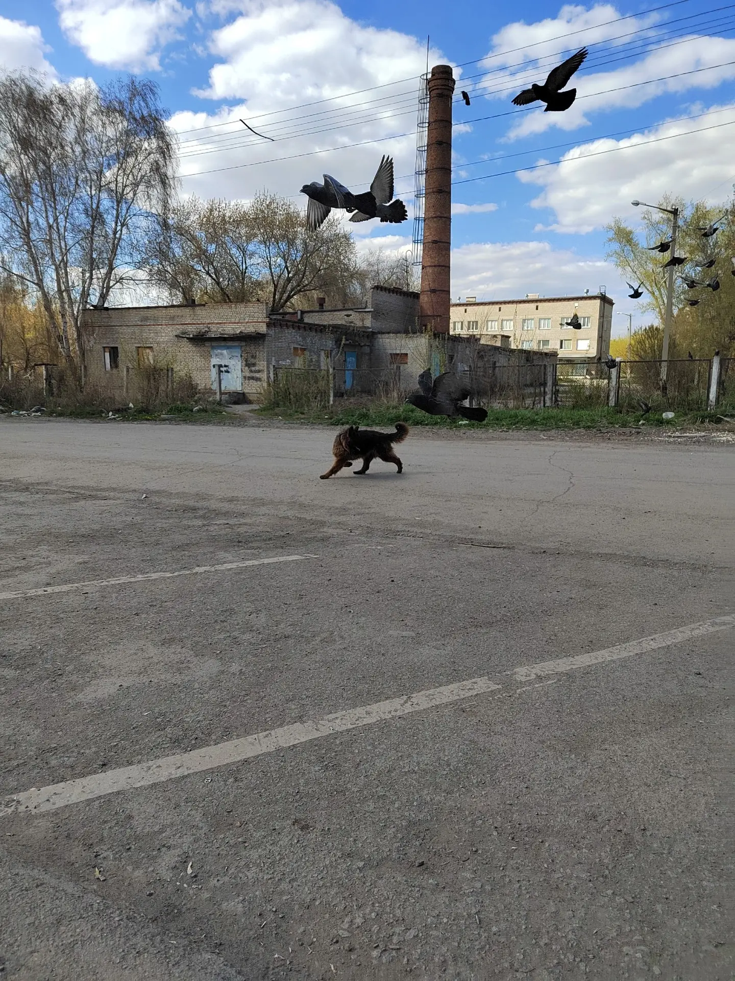 В поселке Потанино найдена молодая овчарка. Верну старому хозяену или найдем новых. На контакт идет 