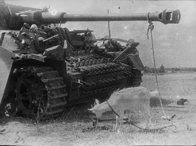 Коза, привязанная к пушке подбитого немецкого танка Pz.Kpfw. IV под Минском. Фотография...