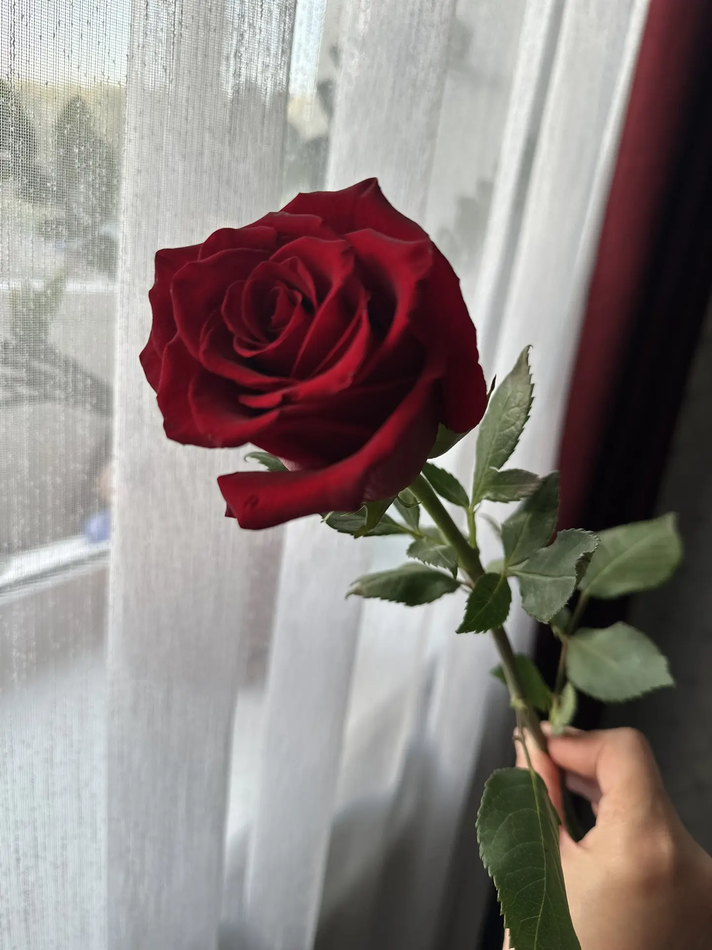 Ах какая яркая красная роза 🌹 будет украшать мое окно😍