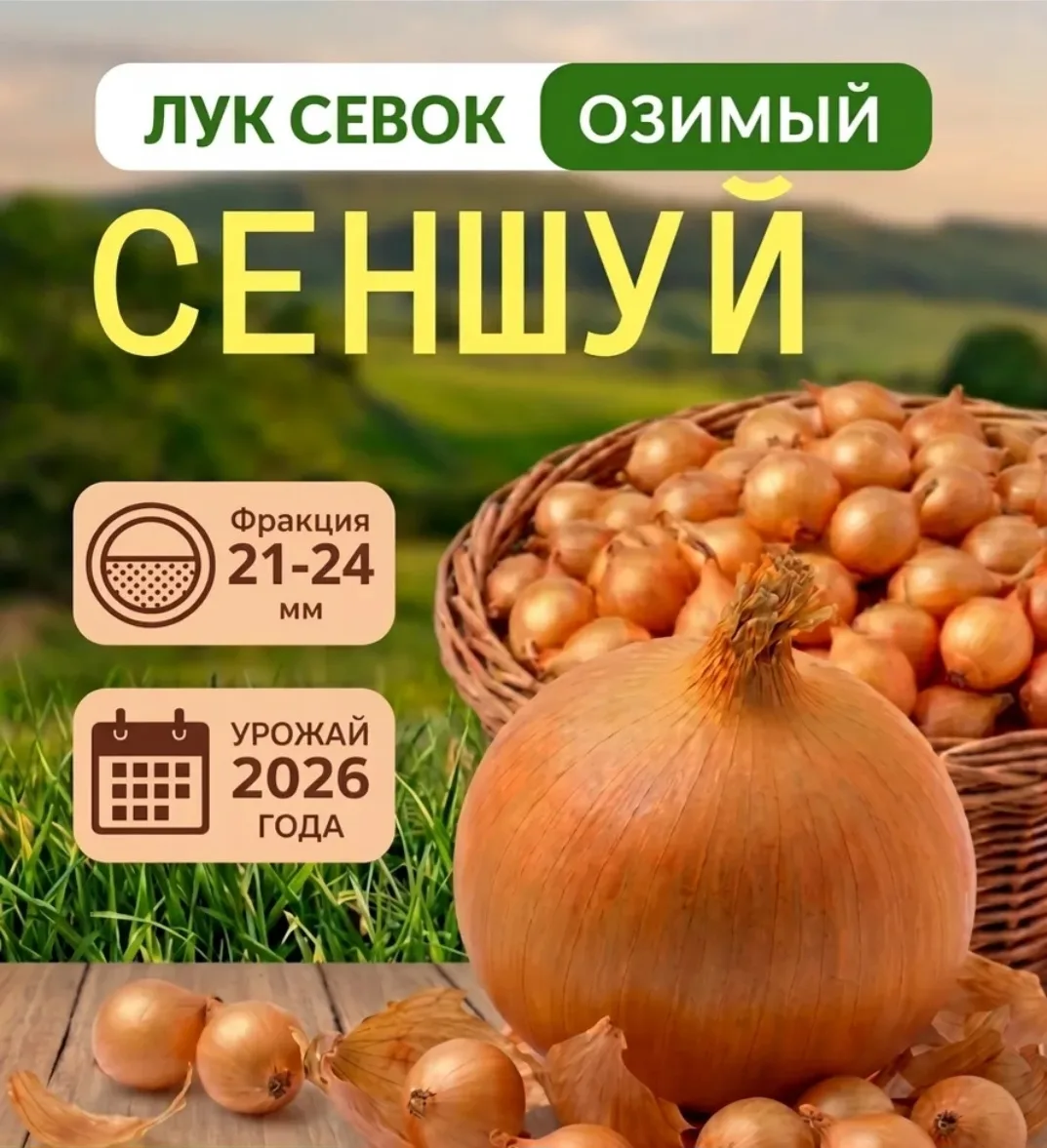 🍂Завтра в продажу поступит ГОЛЛАНДСКИЙ ОЗИМЫЙ лук севок 🧅🧅🧅 СЕНШУЙ!!!