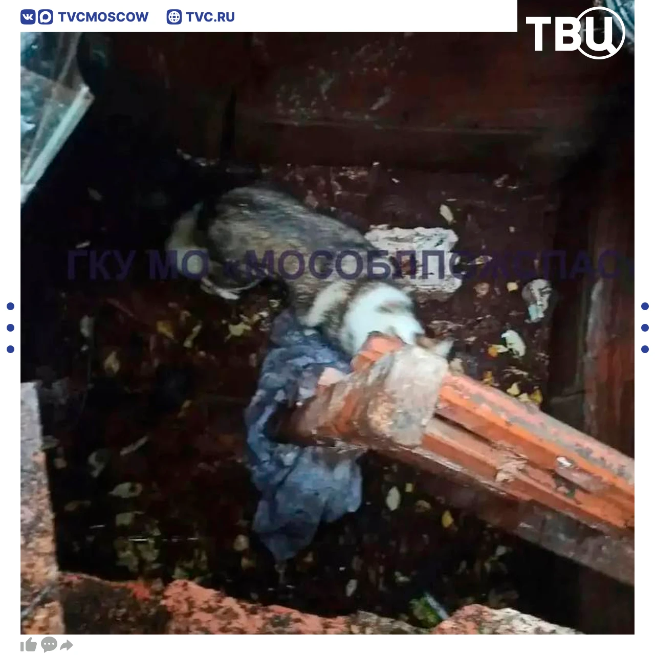 Спасатели помогли собаке выбраться из подвала