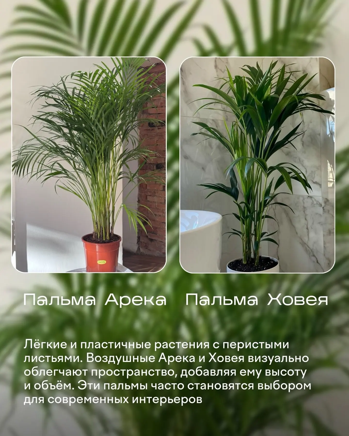 Изображение 4 к публикации «ЯжеЦветочница | Растения и сад цветы лайфхаки огород подкормки рассада спатик декабрист фикус замик орхидея герань»