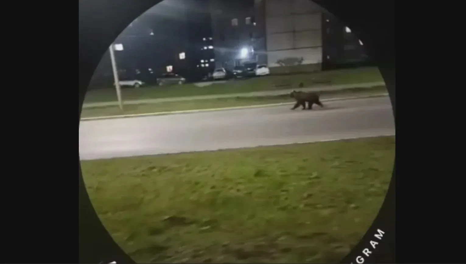 🐻 В районе Красного Камня заметили медведя